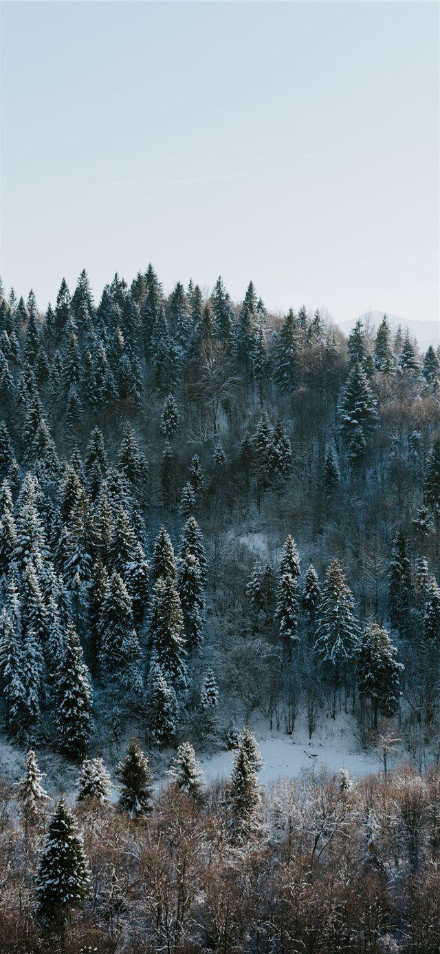 Best 938x1668 winter wallpaper, iphone 8/7/6s/6 for parallax desktop background for any computer, laptop, tablet and phone. Winter Forest Phone Wallpapers Top Free Winter Forest Phone Backgrounds Wallpaperaccess