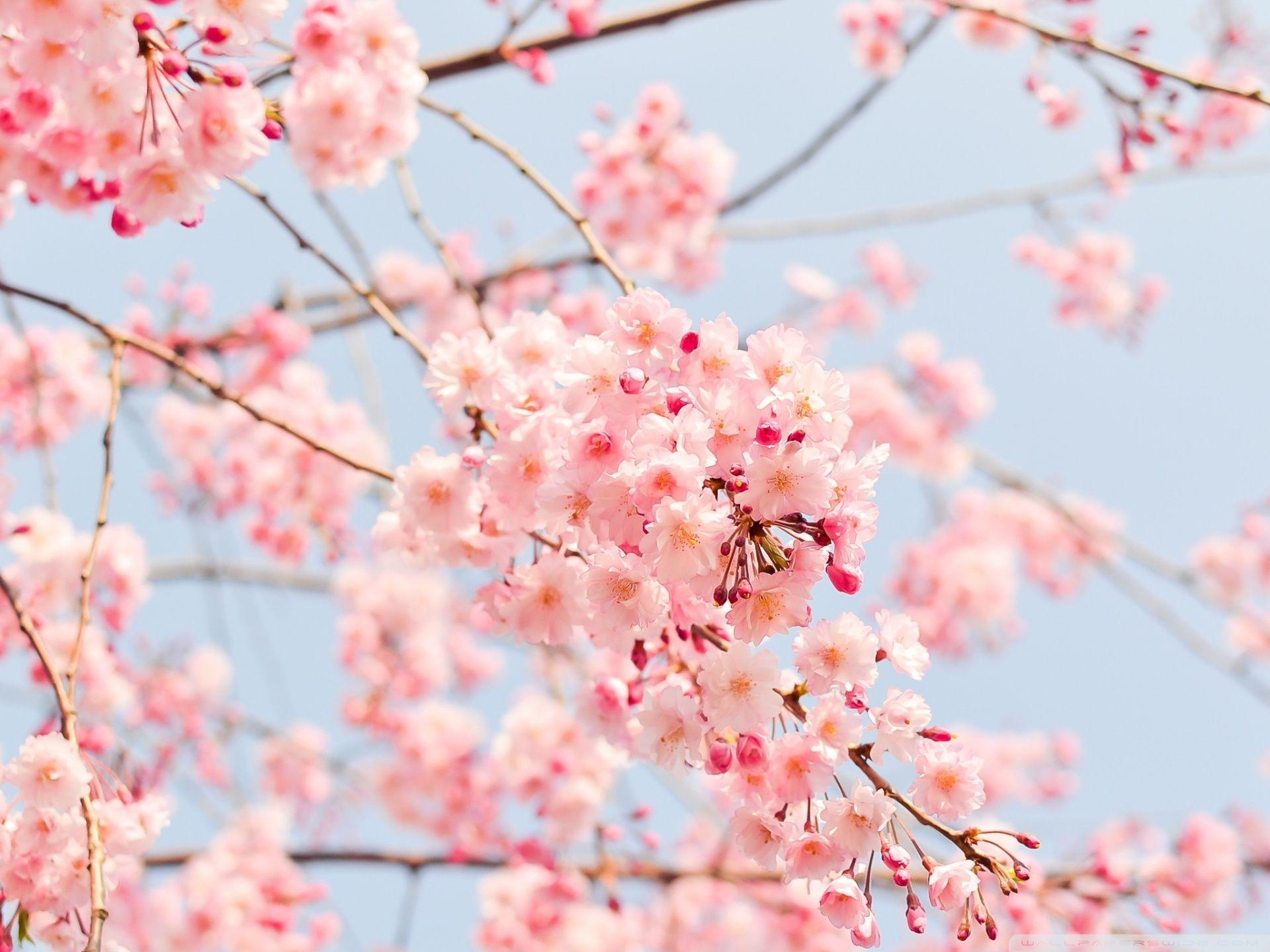 Great for a spring refresh ; Beautiful Spring Wallpapers Top Free Beautiful Spring Backgrounds Wallpaperaccess