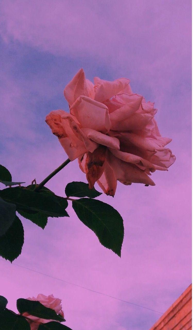 Pink Vsco Wallpapers Top Free Pink Vsco Backgrounds Wallpaperaccess