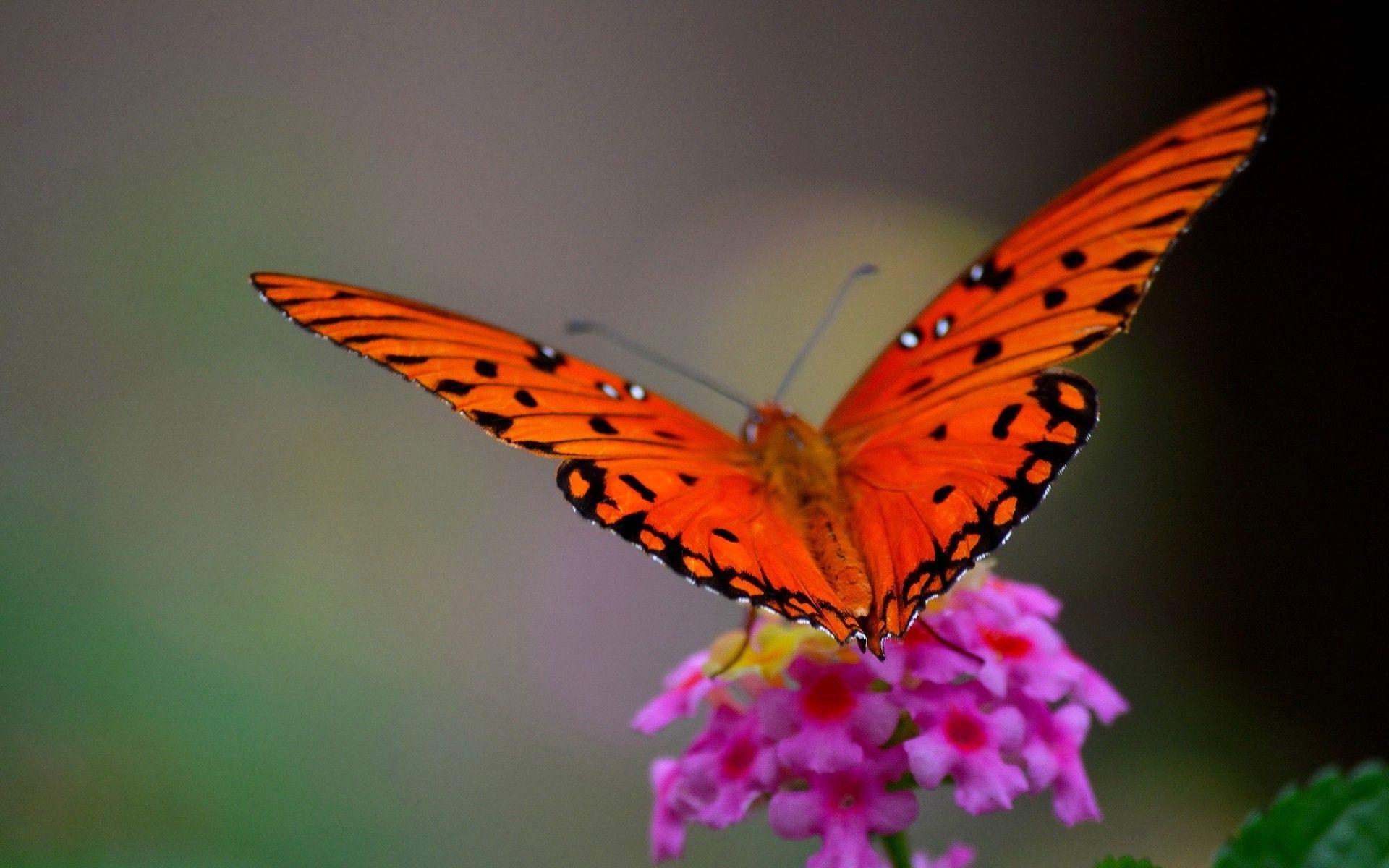 Vintage summer bug wallpaper design. Orange Butterfly Wallpapers Top Free Orange Butterfly Backgrounds Wallpaperaccess