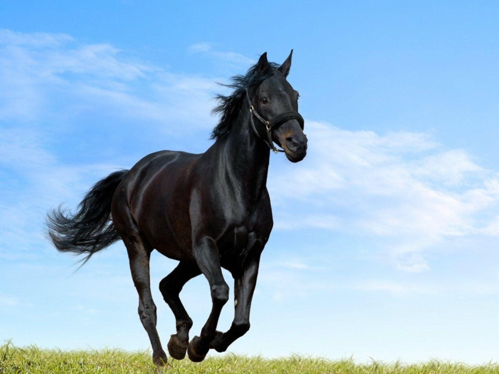 Find over 100+ of the best free black horse images. Horse Black Wallpapers Top Free Horse Black Backgrounds Wallpaperaccess