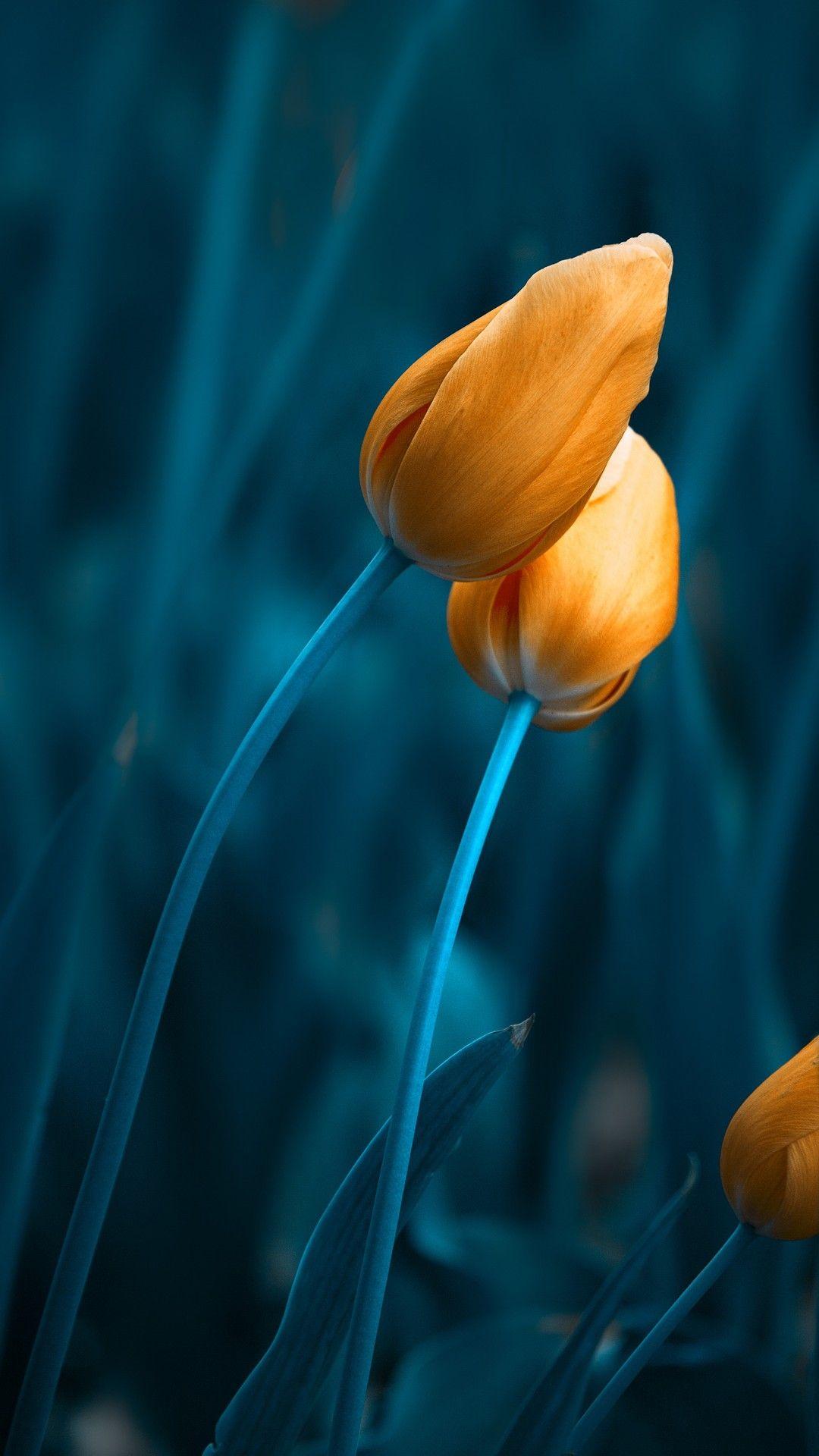 Tape measurer torpedo level squeegee scissors broad knife razor knife seam roller smooth work surface 1. Samsung S9 Flowers Wallpapers Top Free Samsung S9 Flowers Backgrounds Wallpaperaccess