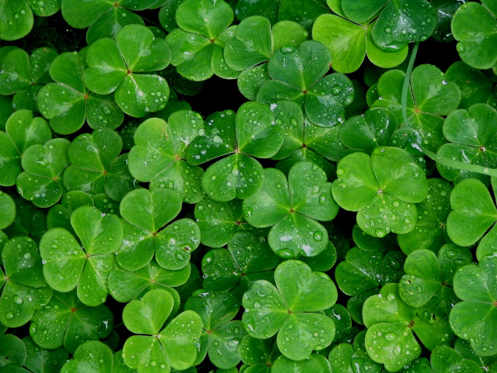 15.05.2021 · she's been begging for her own iphone and when since she got one for christmas, all she has been doing is making slime recipe videos. Shamrock Wallpapers Top Free Shamrock Backgrounds Wallpaperaccess