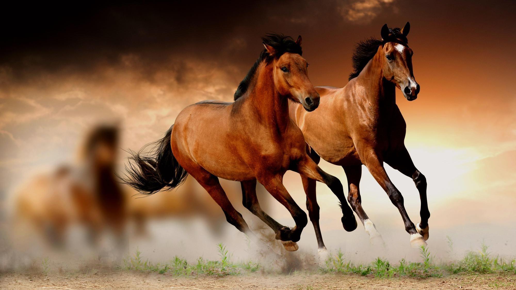 How to setup a … Hd Horse Wallpapers Top Free Hd Horse Backgrounds Wallpaperaccess