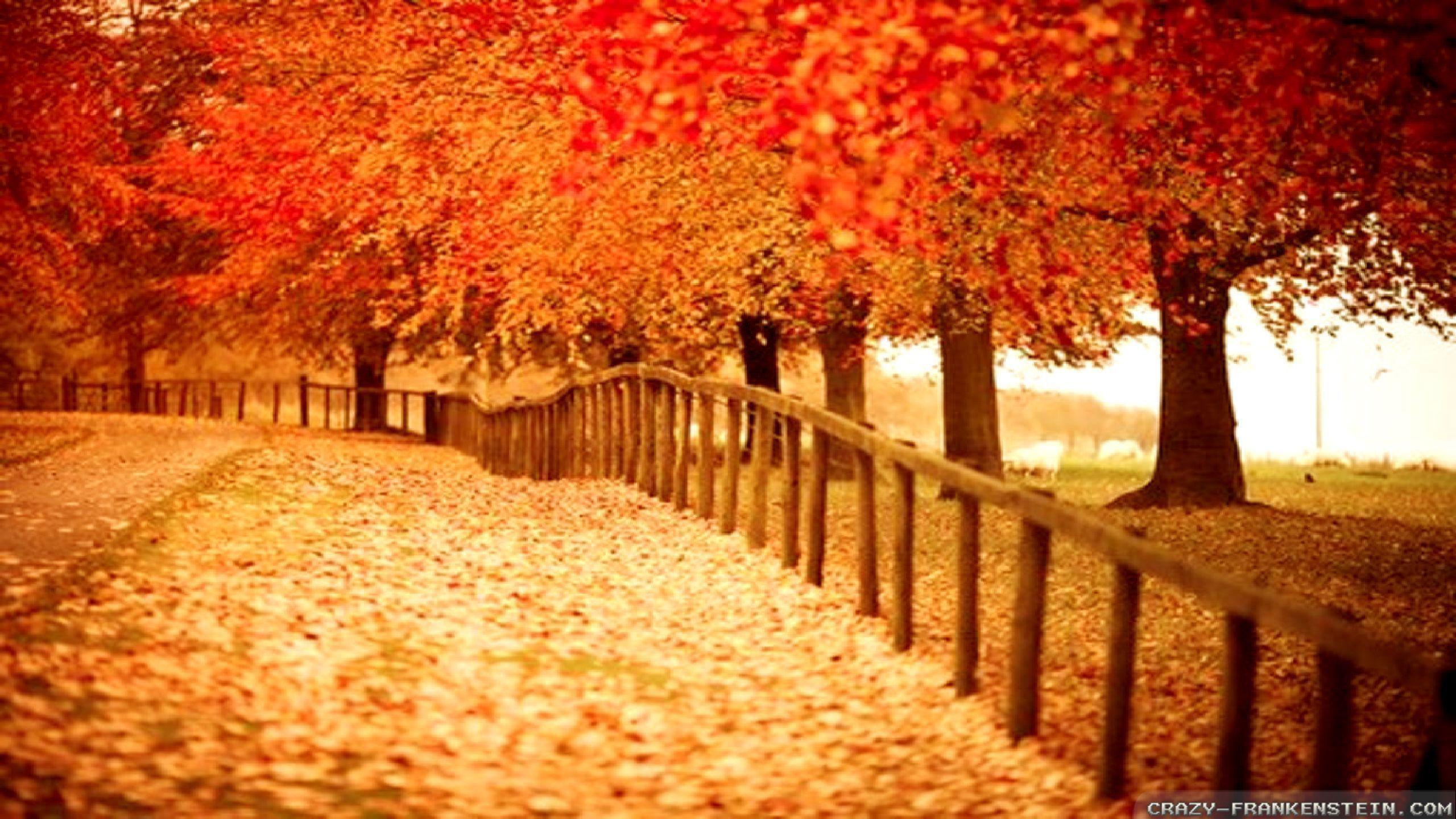 Beautiful fall pictures wallpapers and background images for all your devices. Beautiful Fall Desktop Wallpapers Top Free Beautiful Fall Desktop Backgrounds Wallpaperaccess