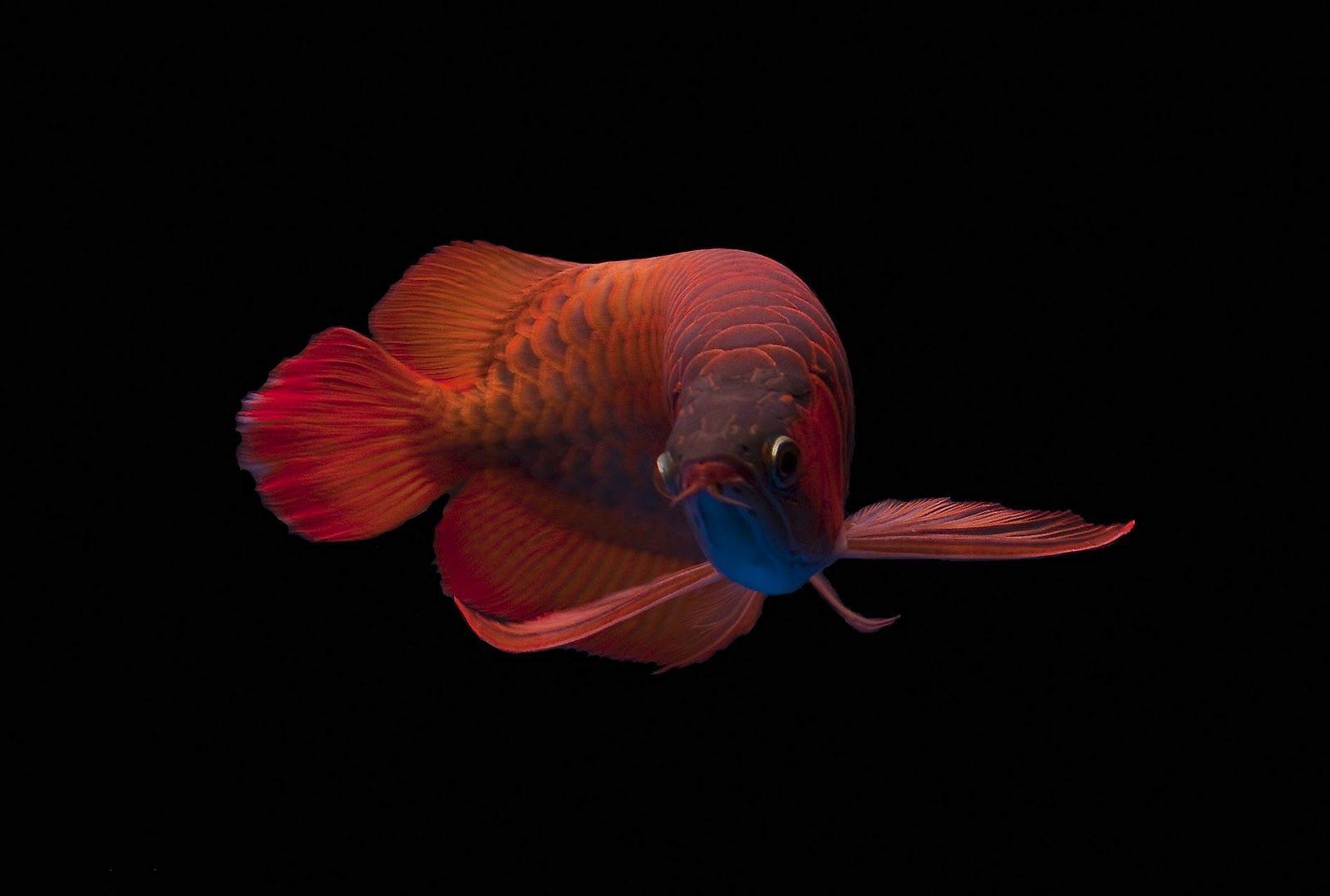 42+ Gambar Background Aquarium Arwana GAMBAR TERBARU HD