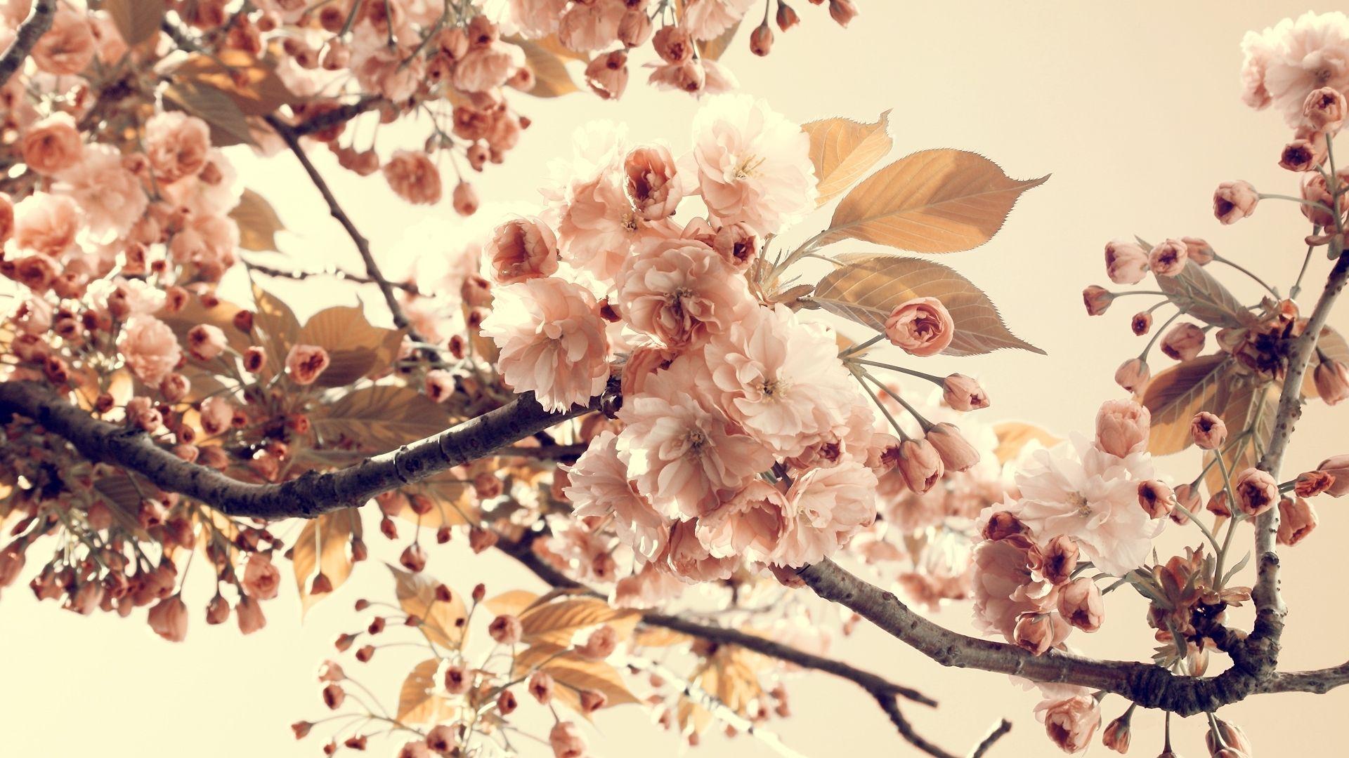 Worldwide shipping available at society6.com. Vintage Cherry Blossom Wallpapers Top Free Vintage Cherry Blossom Backgrounds Wallpaperaccess