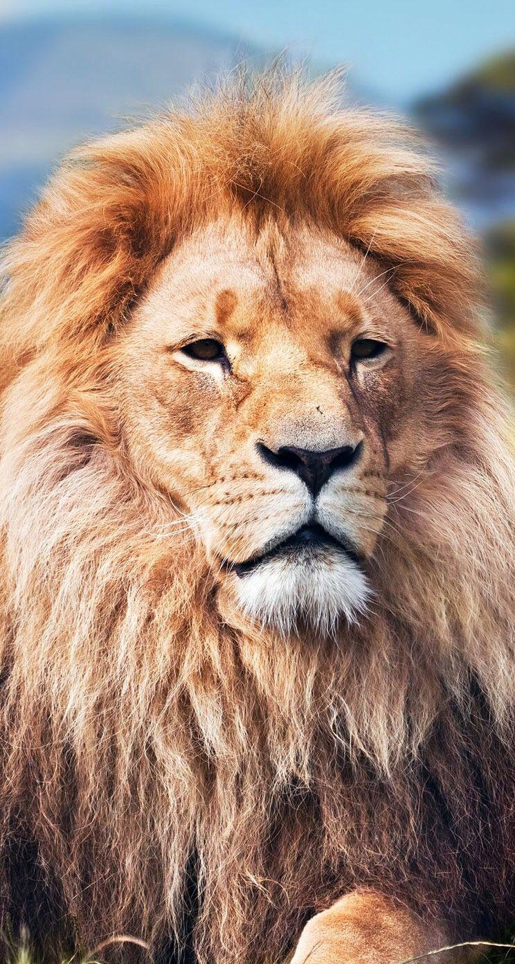 See why this is the game you should be playing. Animals Phone Wallpapers Top Free Animals Phone Backgrounds Wallpaperaccess