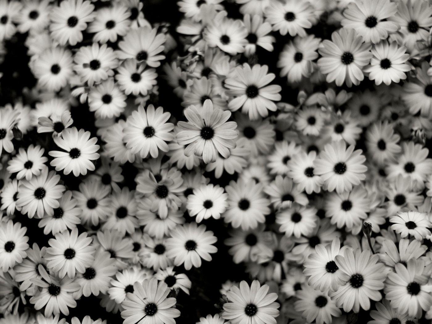 Choose a palette of black and white in your bedroom to create a look of simple sophistication. Beautiful Black And White Flower Wallpapers Top Free Beautiful Black And White Flower Backgrounds Wallpaperaccess