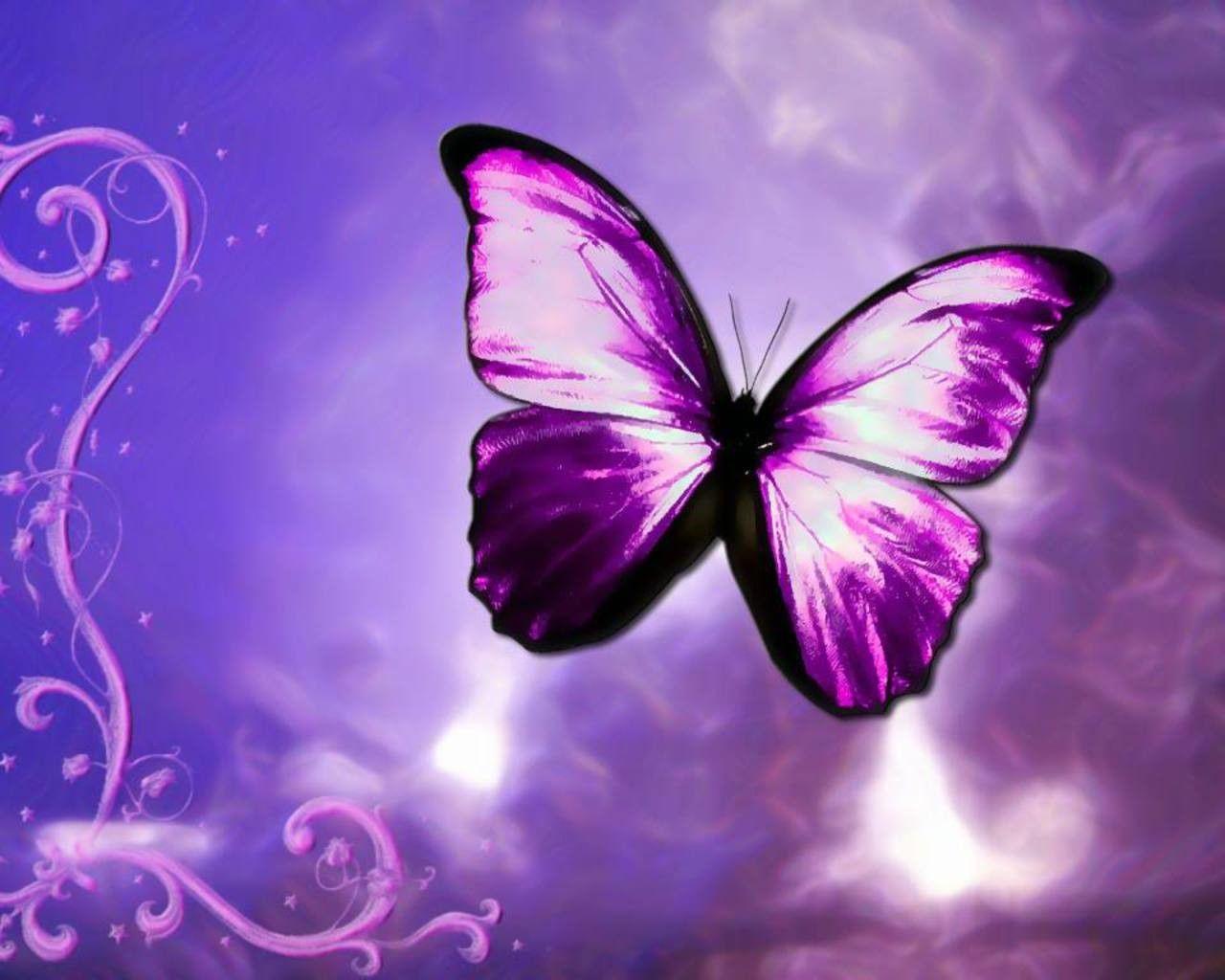 A lovingly curated selection of 254 free hd butterfly wallpapers and background images. Purple Butterfly Wallpapers Top Free Purple Butterfly Backgrounds Wallpaperaccess