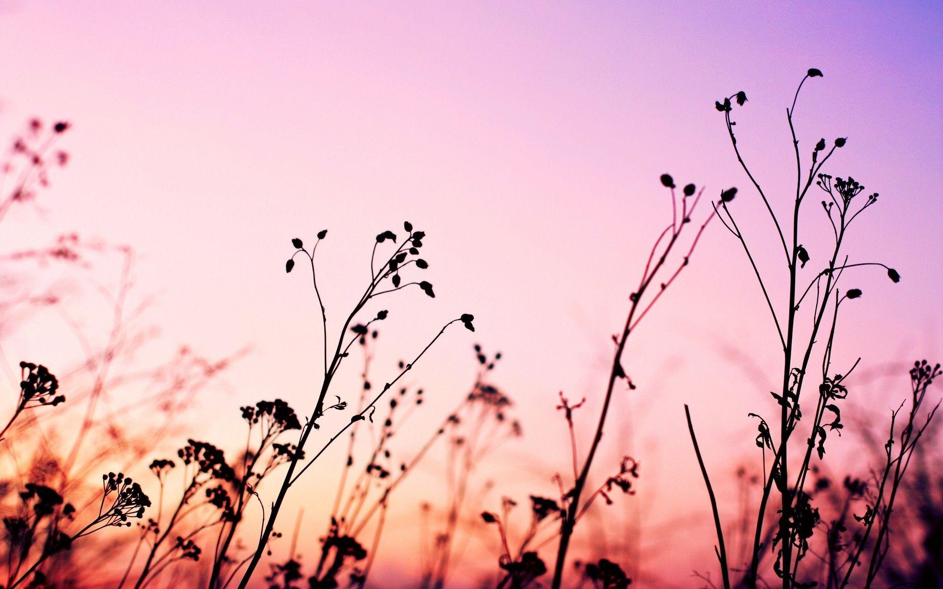 Jazz up your computer, phone or tablet by creating a wallpaper design unique to your taste and style. Pink Landscape Wallpapers Top Free Pink Landscape Backgrounds Wallpaperaccess
