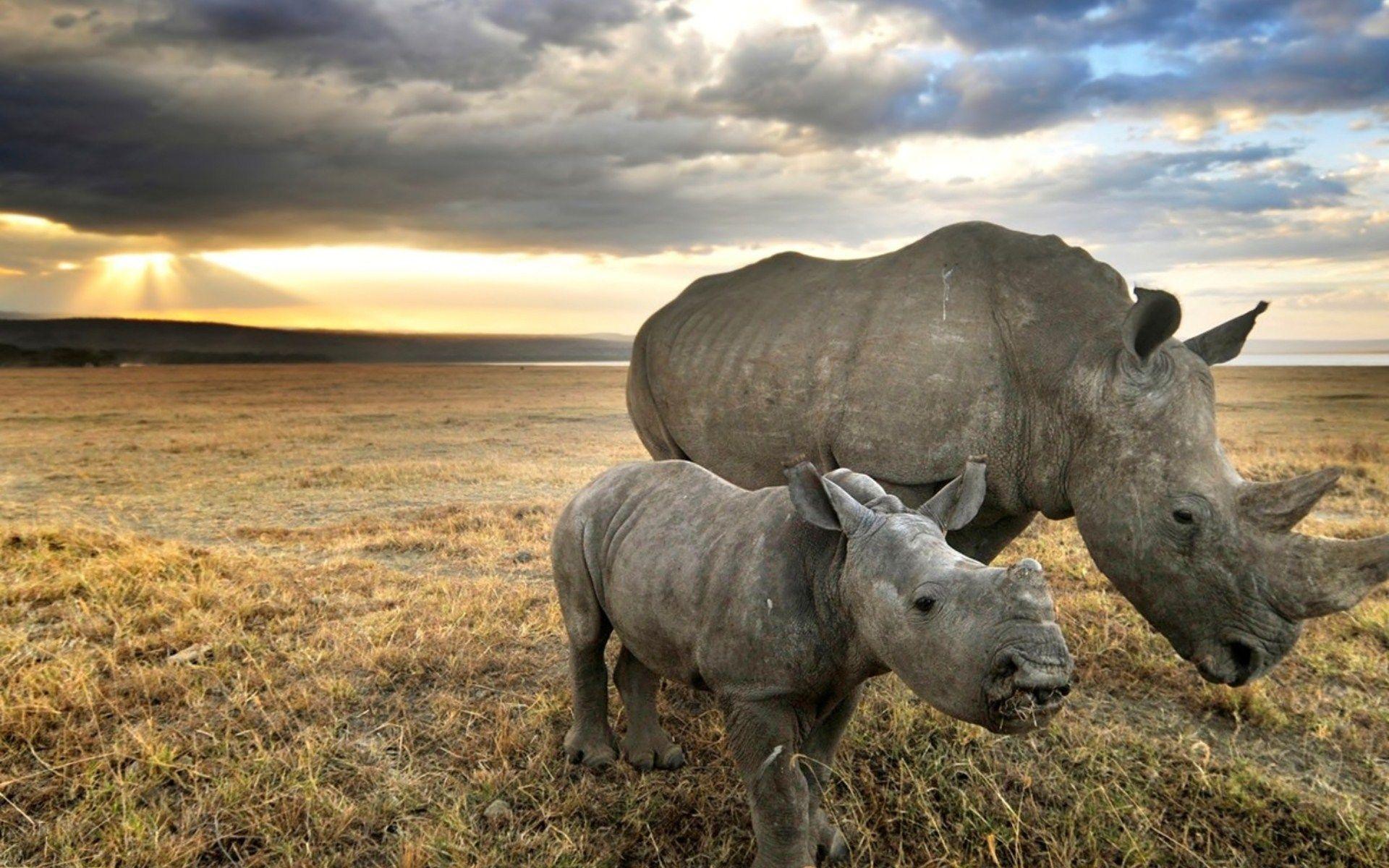 Arrives by tue, feb 1 buy black rhino 1570sn001 at walmart.com. Rhino Wallpapers Top Free Rhino Backgrounds Wallpaperaccess