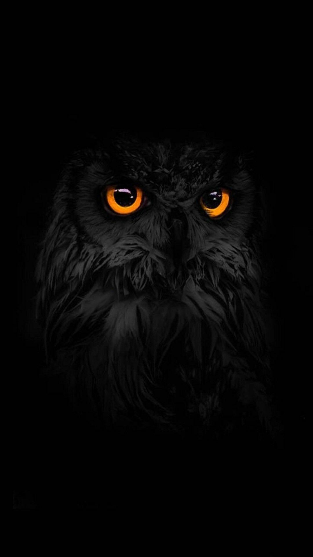 Here are more interesting owl facts. Owl Phone Wallpapers Top Free Owl Phone Backgrounds Wallpaperaccess