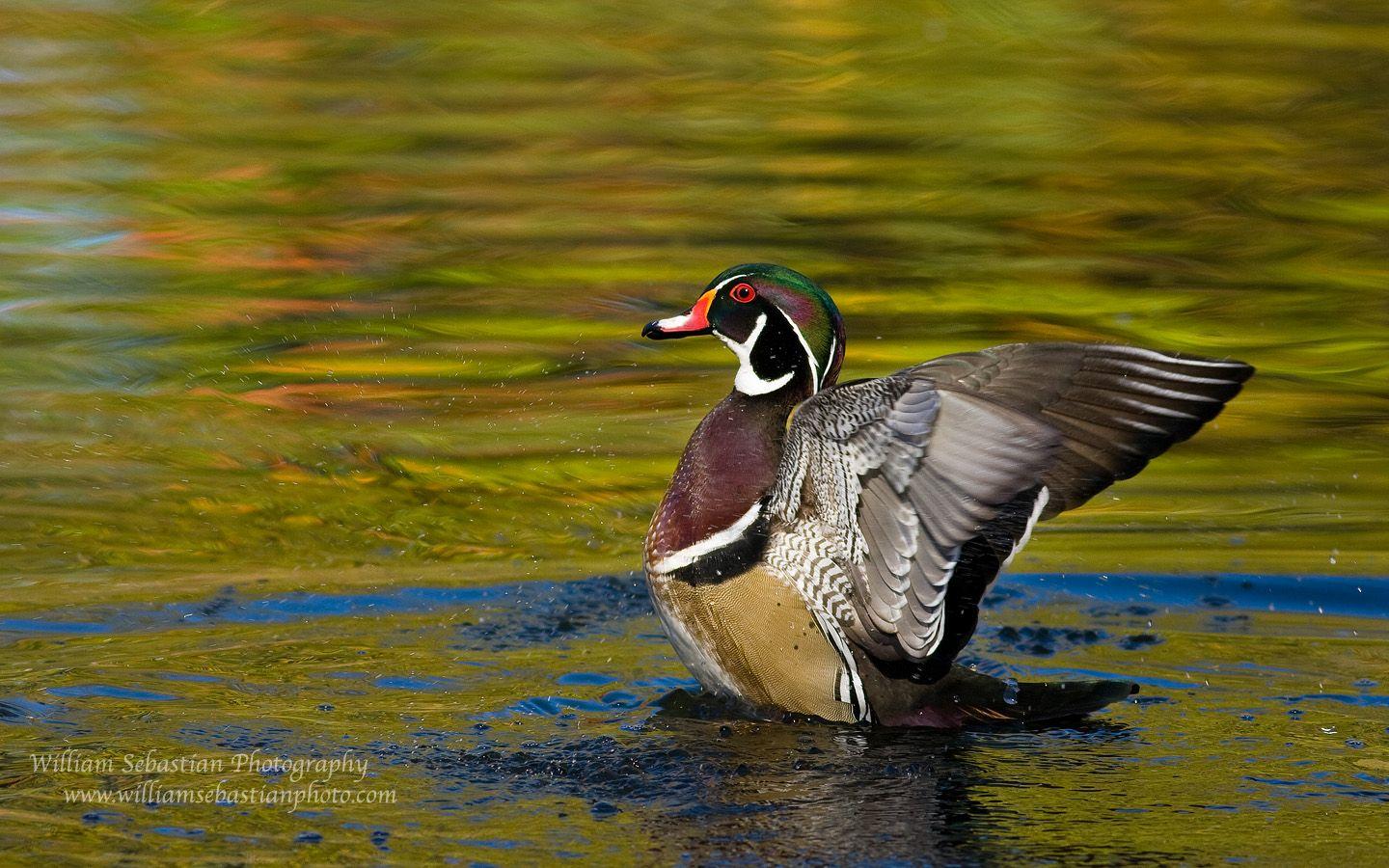 43 waterfowl wallpapers images in full hd, 2k and 4k sizes. Llmsbwsp6tzp7m