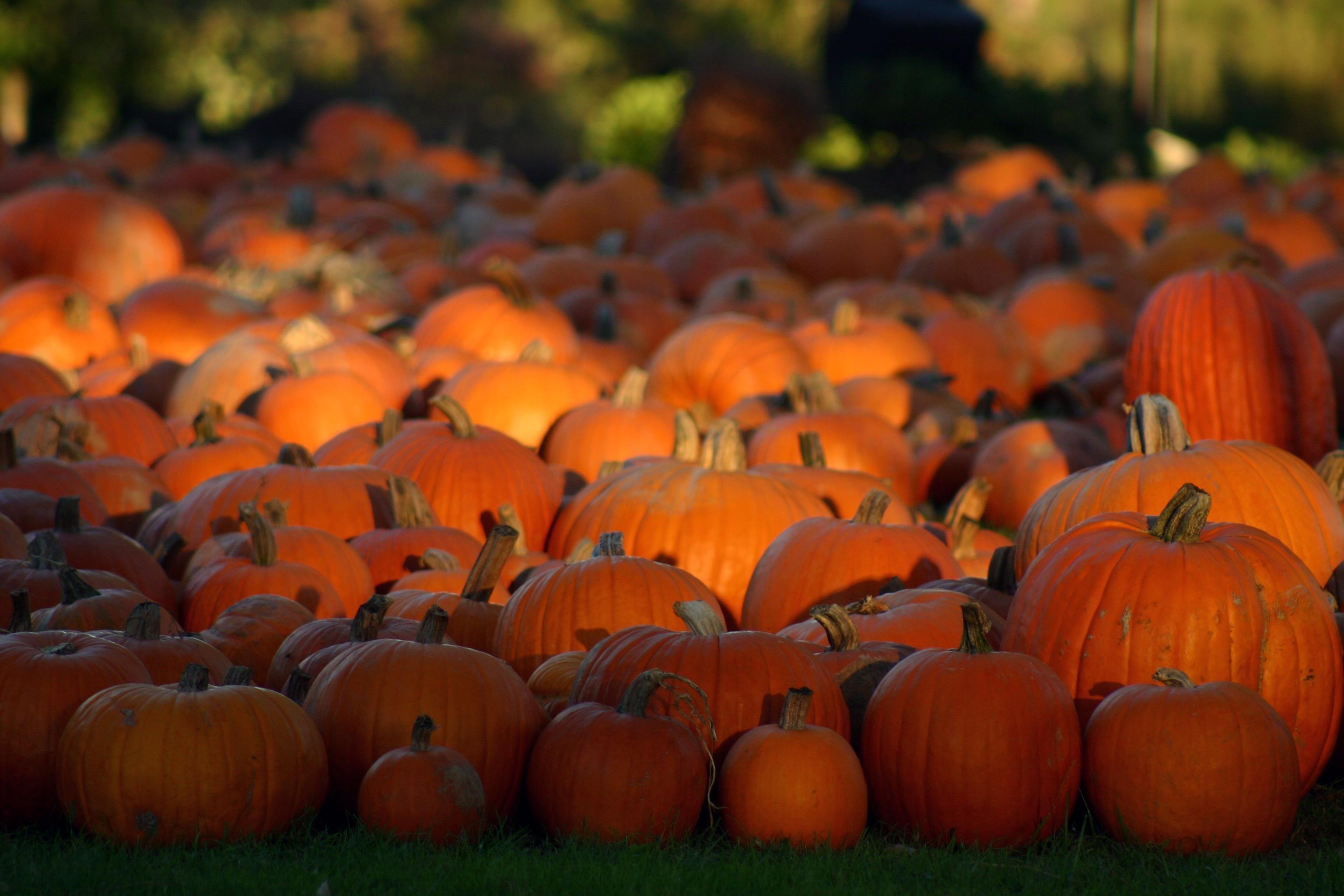 Festive autumn decor from pumpkins, berries and leaves on . Fall Pumpkin Wallpapers Top Free Fall Pumpkin Backgrounds Wallpaperaccess