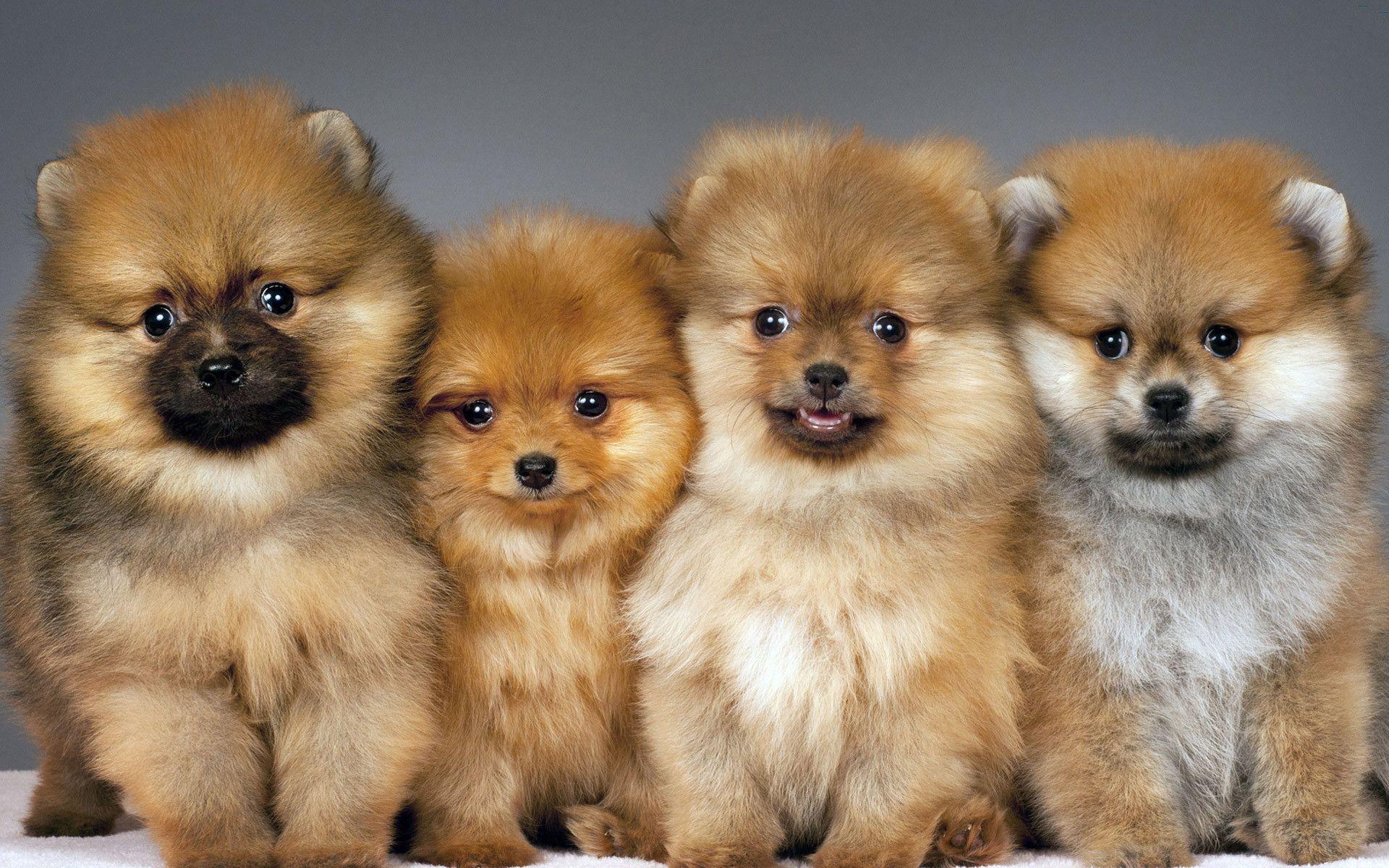 Download the perfect pom pom pictures. Pomeranian Wallpapers Top Free Pomeranian Backgrounds Wallpaperaccess