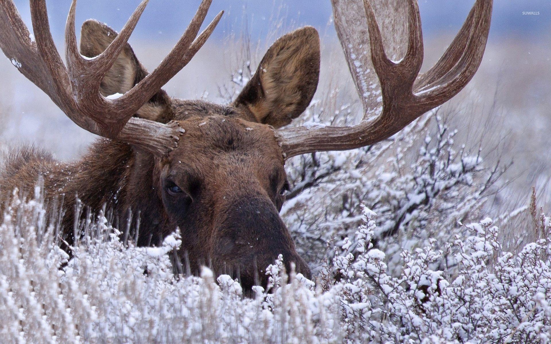 102 moose hd wallpapers and background images. Moose Wallpapers Top Free Moose Backgrounds Wallpaperaccess