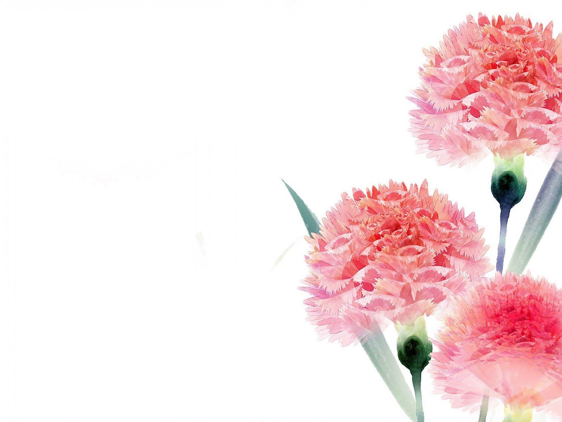 Find over 100+ of the best free carnation images. Carnation Wallpapers Top Free Carnation Backgrounds Wallpaperaccess