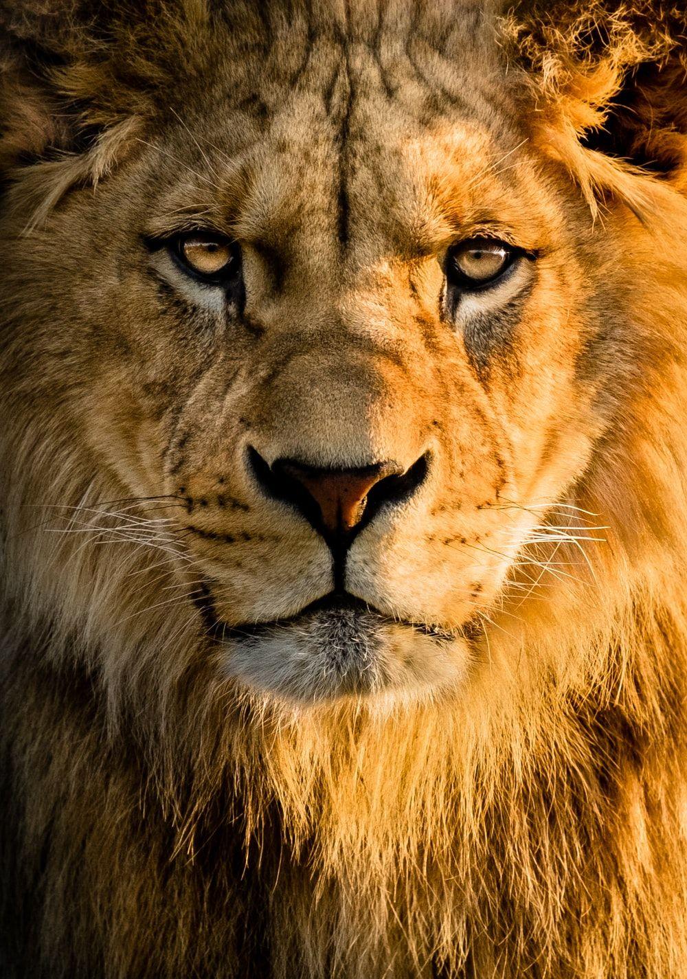 Bbc hd's principal technologist andy quested has answered complaints about the quality of the picture by pointing out that lessons are still being learned about filming high definition television. Beautiful Lion Wallpapers Top Free Beautiful Lion Backgrounds Wallpaperaccess