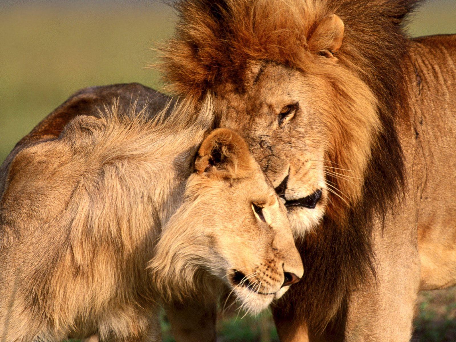Réservez des vols pas chers sur easyjet.com vers les plus grandes villes d'europe. Lion And Lioness Wallpapers Top Free Lion And Lioness Backgrounds Wallpaperaccess