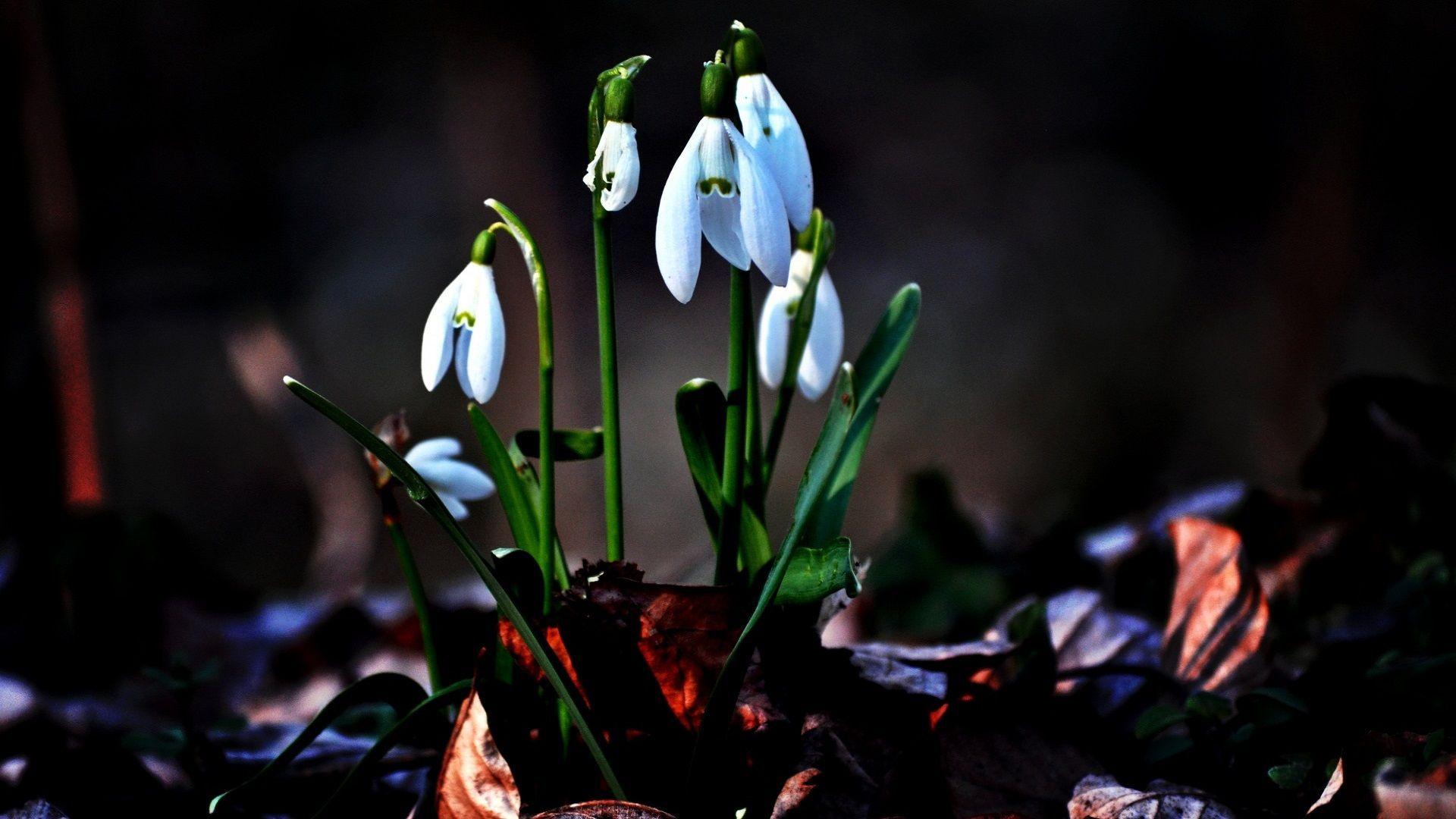 Perennial flowers return to bloom each year. Snowdrops Wallpapers Top Free Snowdrops Backgrounds Wallpaperaccess