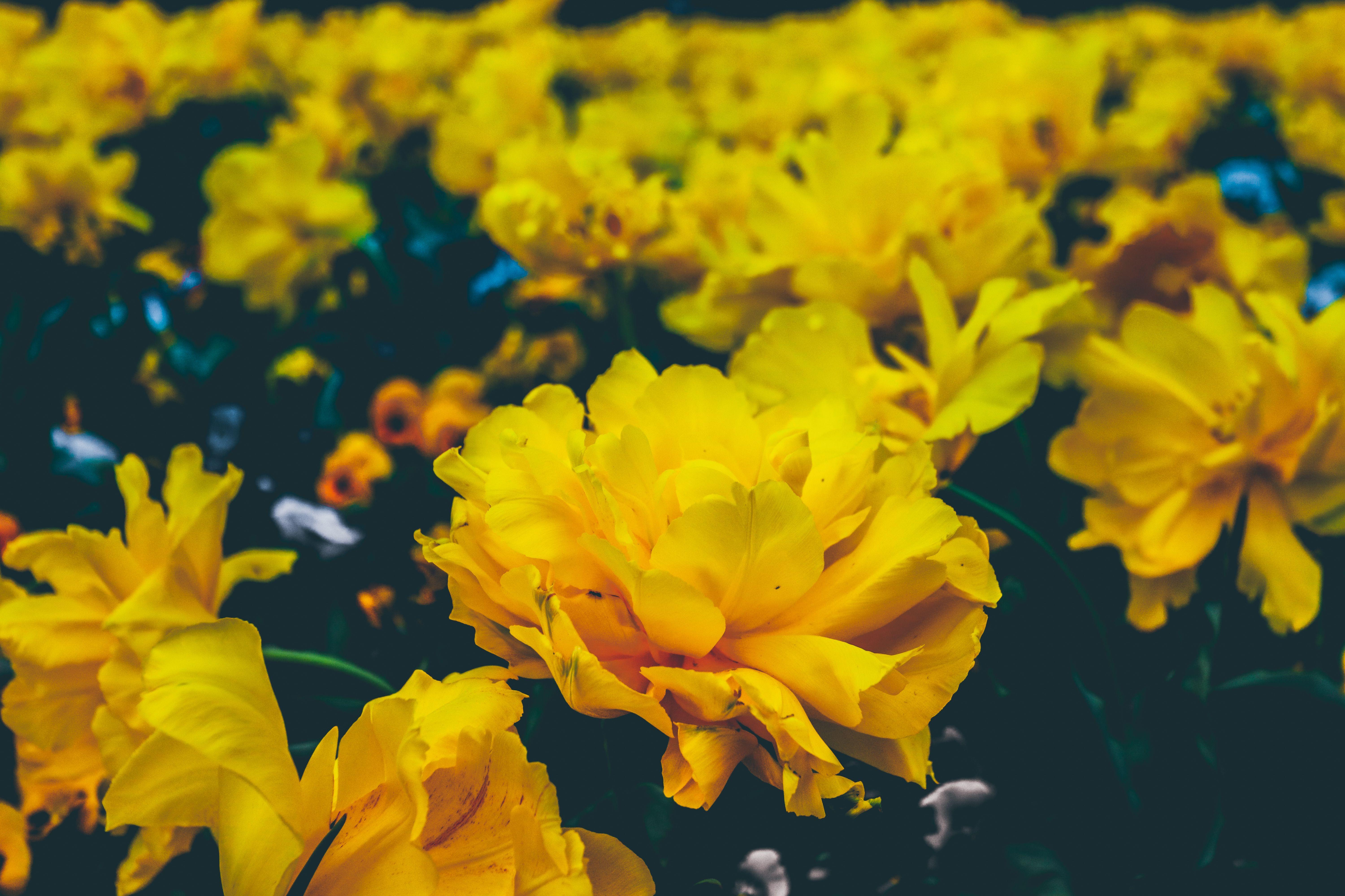 Yellow aesthetic yellow aesthetic flowers yellow flowers nails done nails white nails sunflower sunflowers delicate nature amarelo solar . Yellow Flower Aesthetic Computer Wallpapers Top Free Yellow Flower Aesthetic Computer Backgrounds Wallpaperaccess