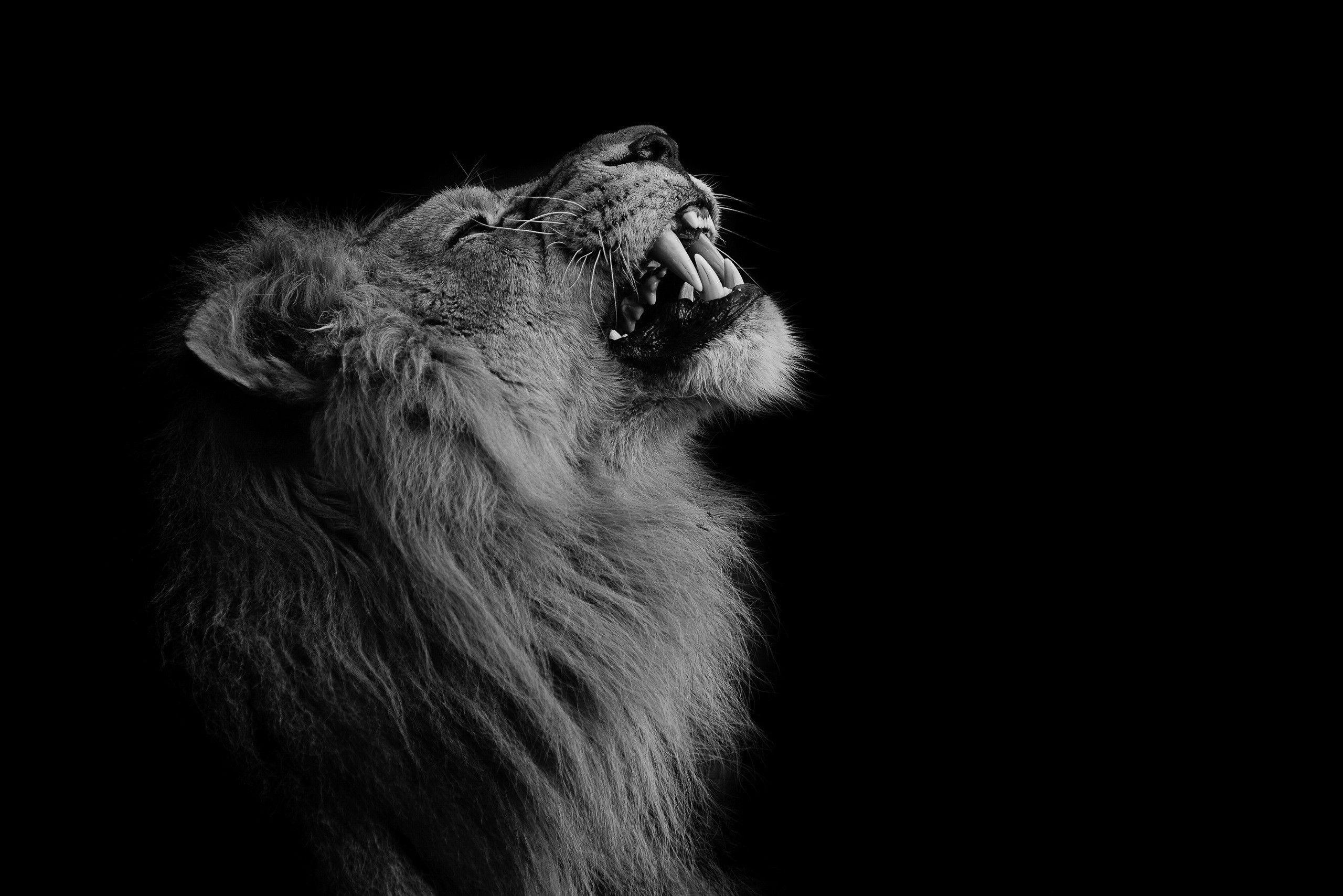 Angry lion black and whiteangry lion black and white head rlion face wallpaper lion head poster. Lion Black And White Wallpapers Top Free Lion Black And White Backgrounds Wallpaperaccess