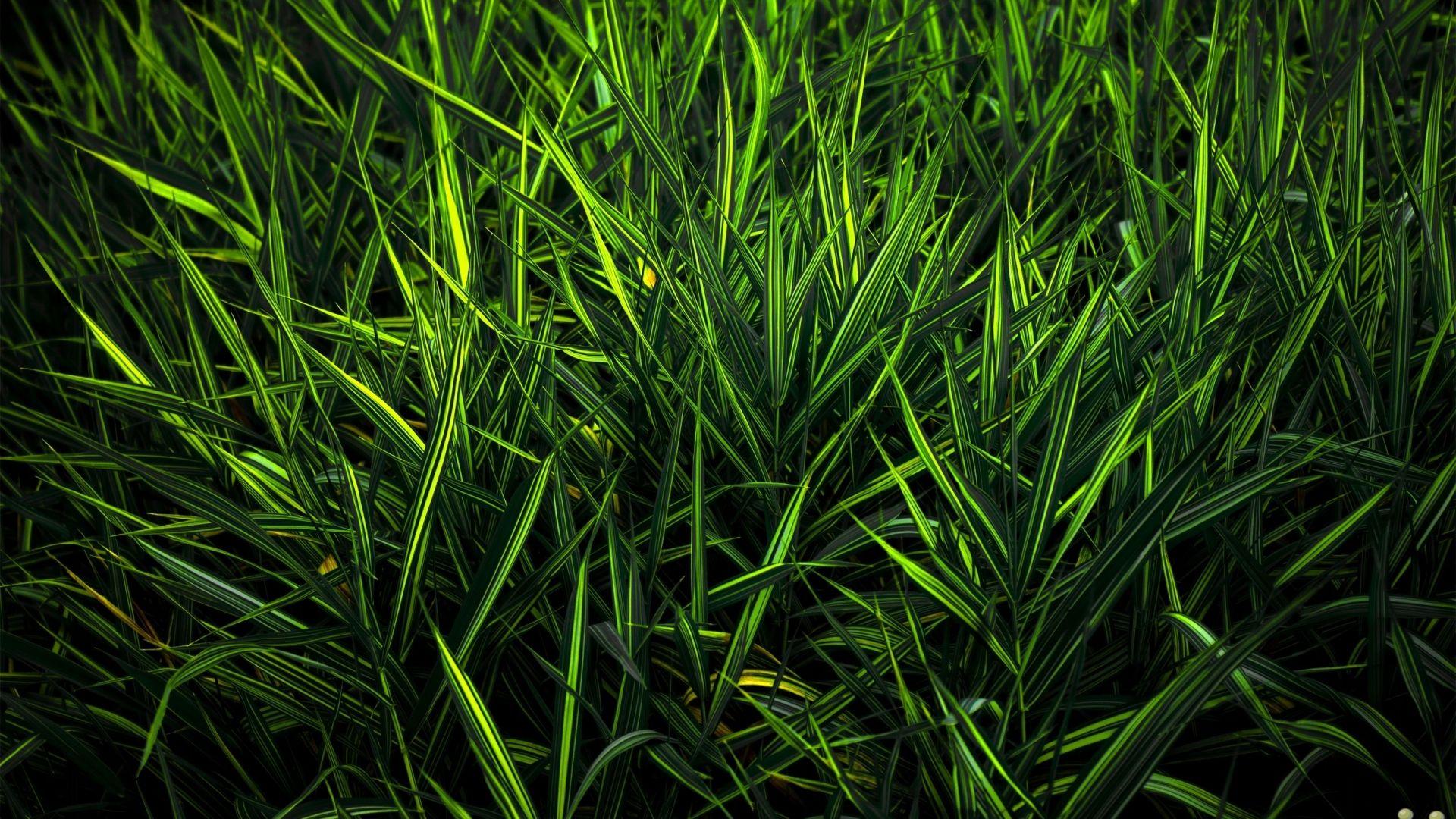 A collection of the top 58 pure 4k wallpapers and backgrounds available for download for free. Pure Green Wallpapers Top Free Pure Green Backgrounds Wallpaperaccess