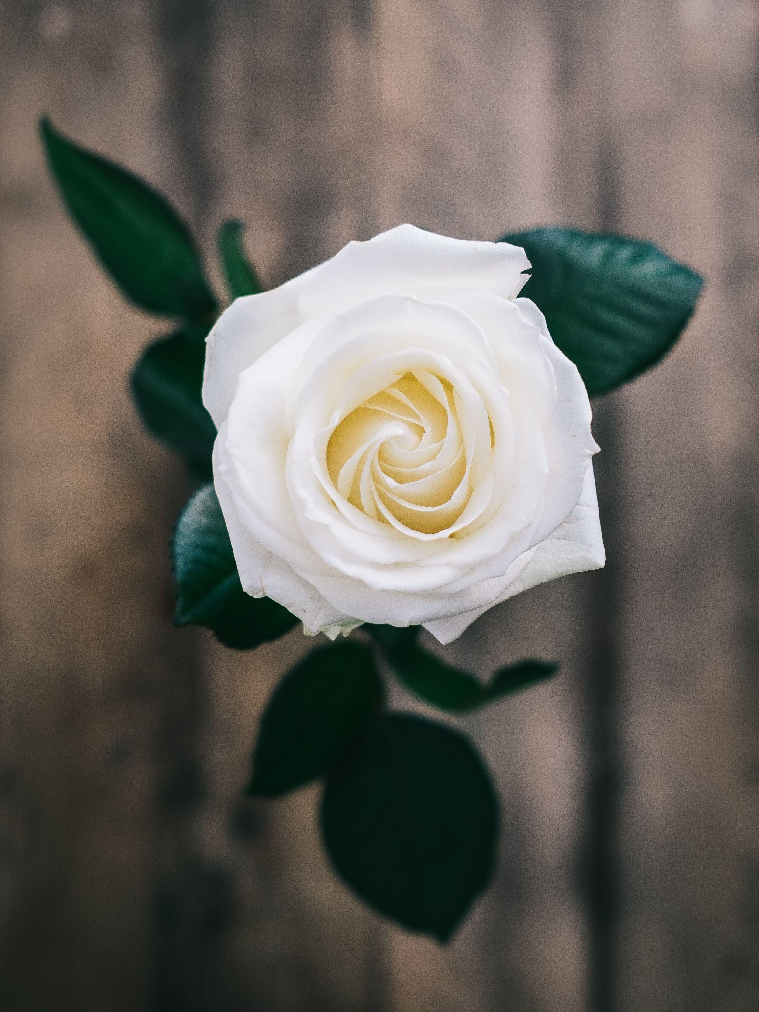 Hd and 4k quality images free to download. White Rose Flower Wallpapers Top Free White Rose Flower Backgrounds Wallpaperaccess