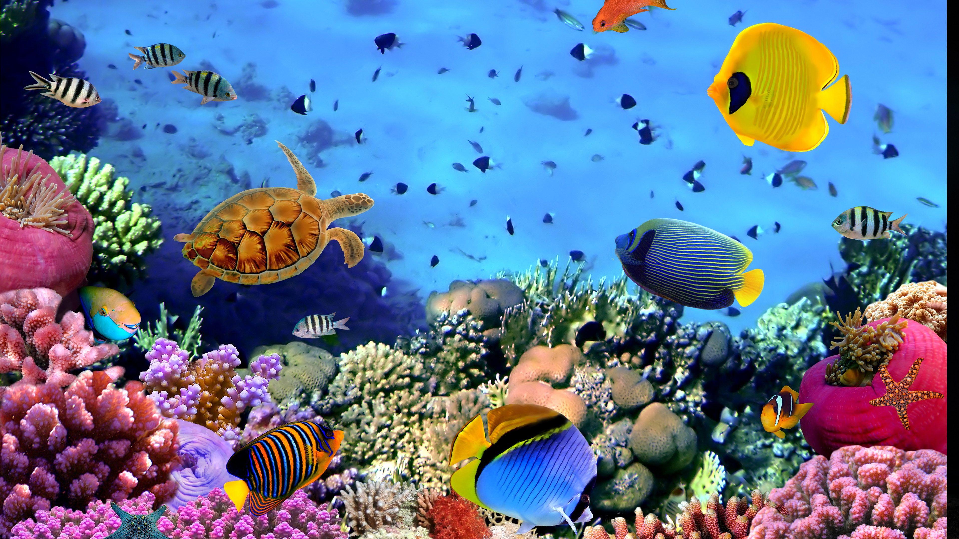 Aquarium Wallpapers Top Free Aquarium Backgrounds Wallpaperaccess