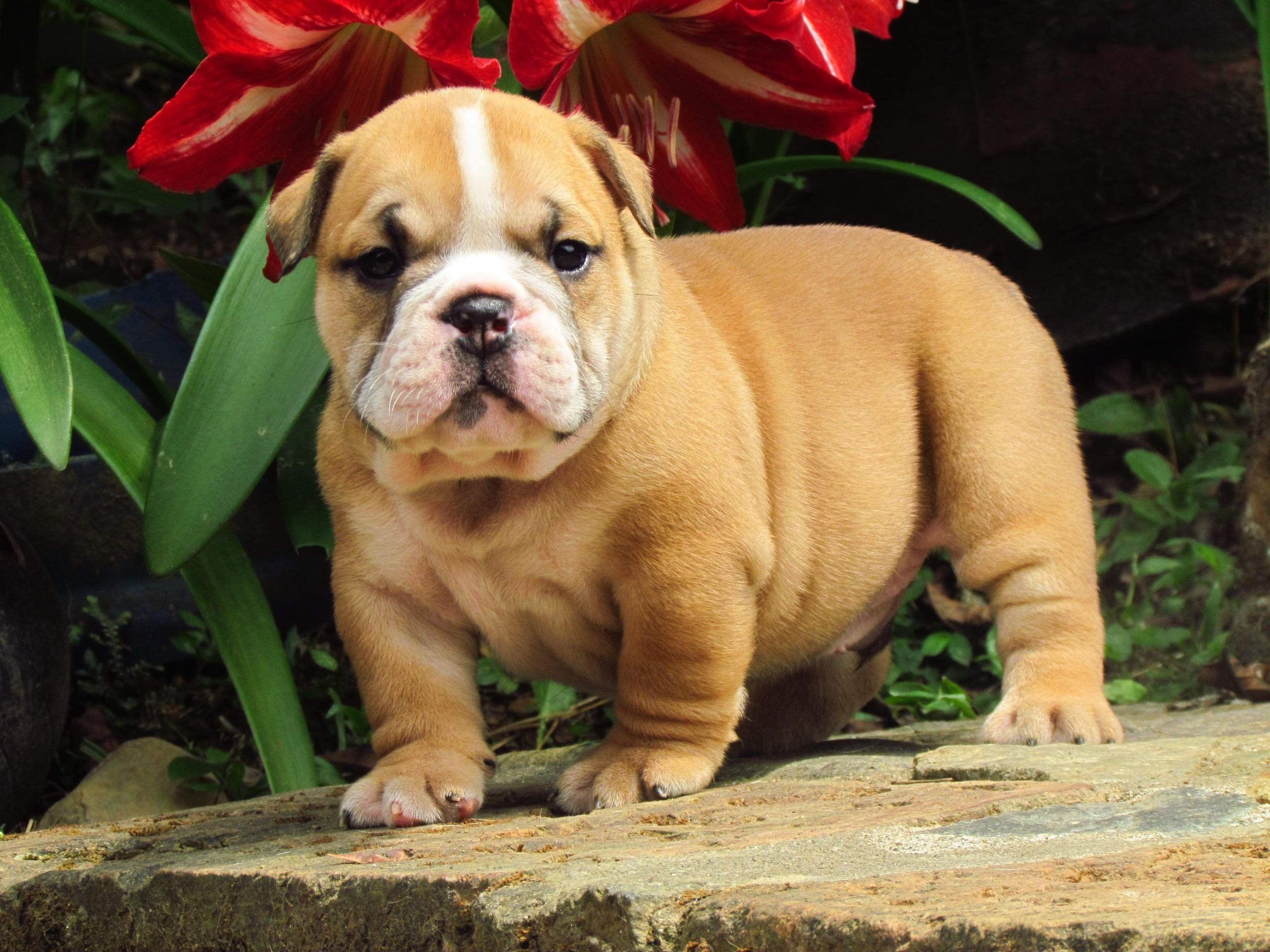 1024x1024 puppy wallpaper | baby bulldog wallpaper baby english bulldog>. Baby Bulldog Wallpapers Top Free Baby Bulldog Backgrounds Wallpaperaccess