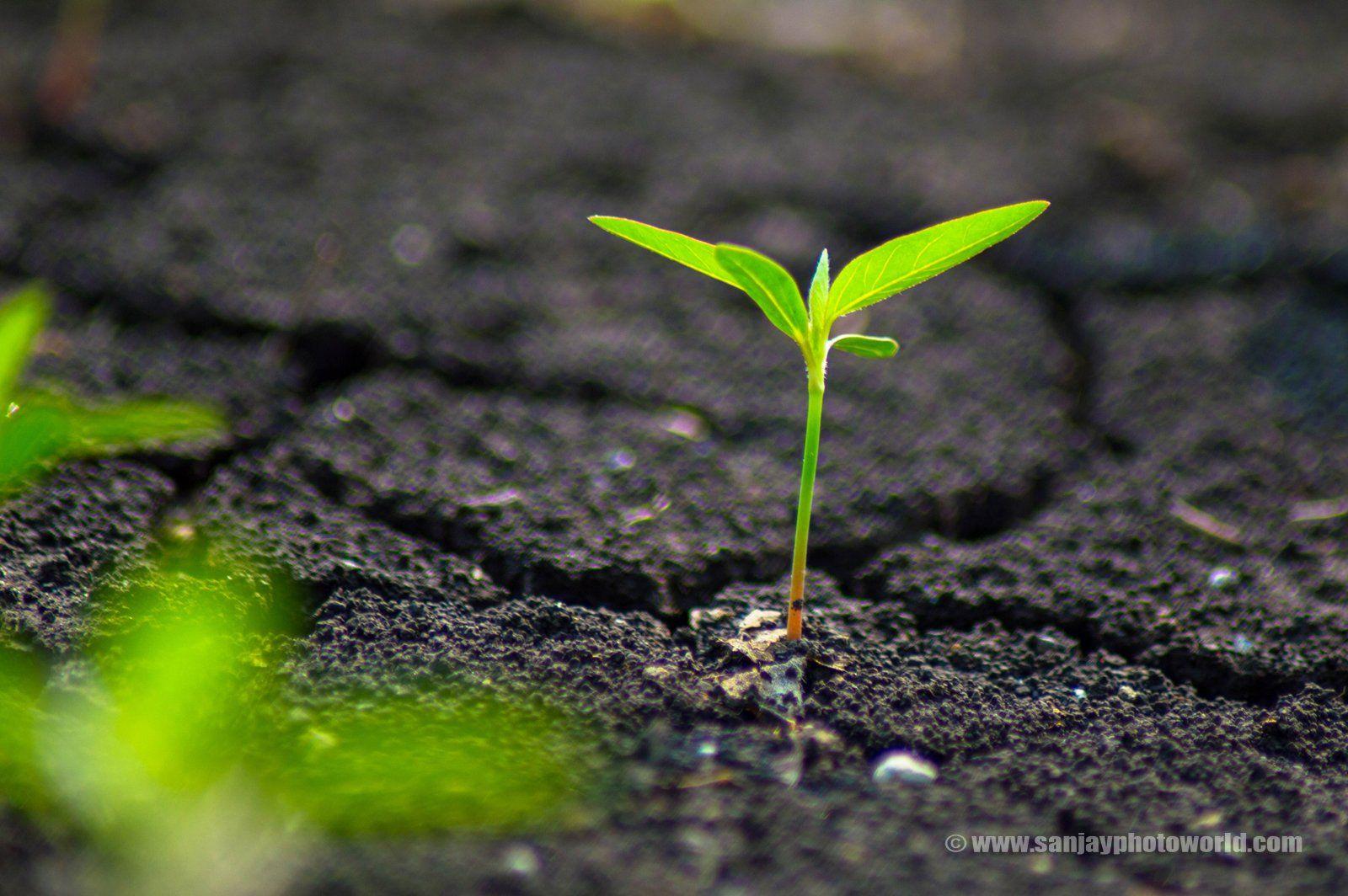 Download the perfect growing up pictures. Growing Plant Wallpapers Top Free Growing Plant Backgrounds Wallpaperaccess