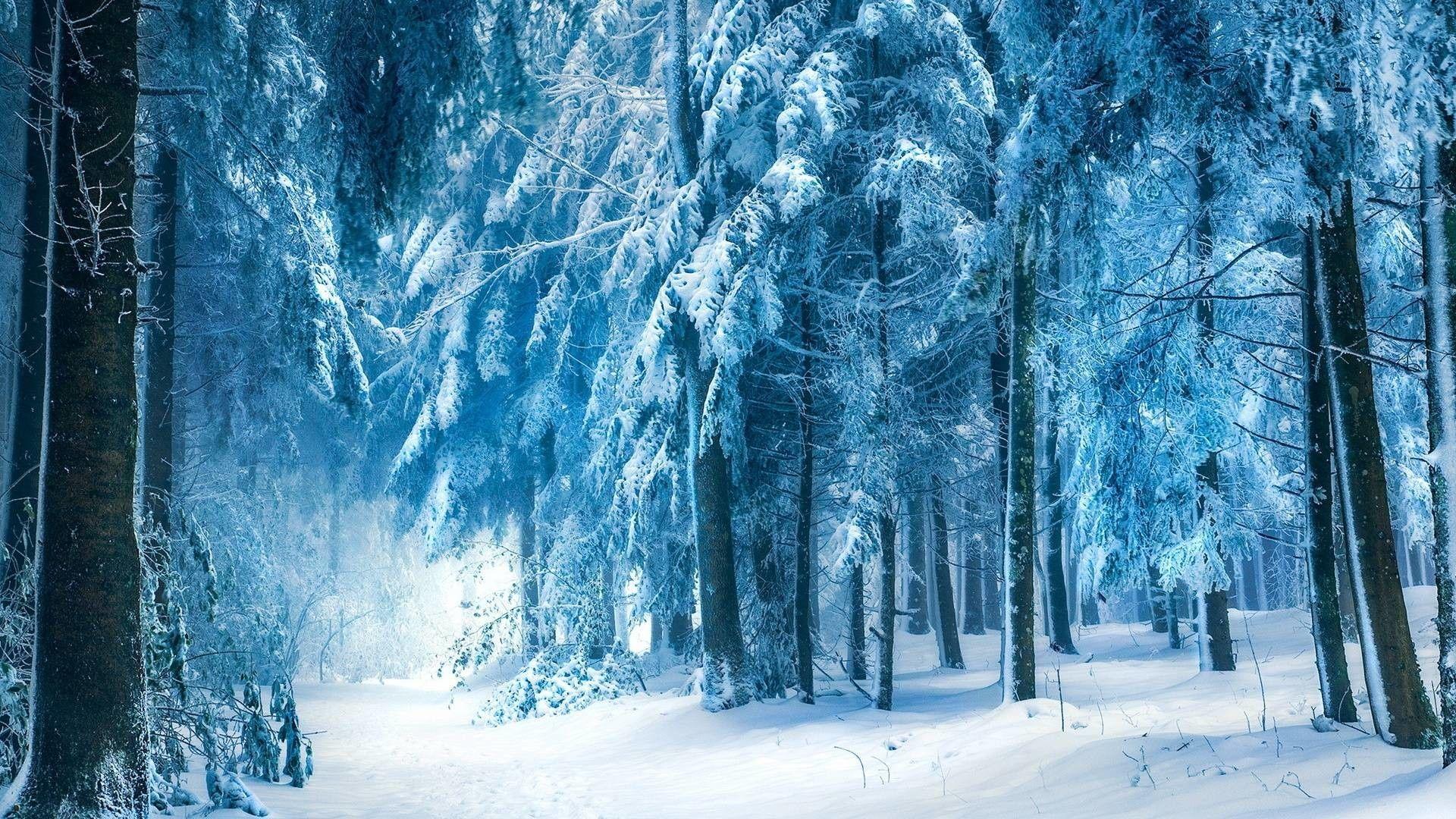 Download 50+ free snowy woods wallpapers and hd background images for any phone, pc, laptop or tablet. Snowy Forest Wallpapers Top Free Snowy Forest Backgrounds Wallpaperaccess