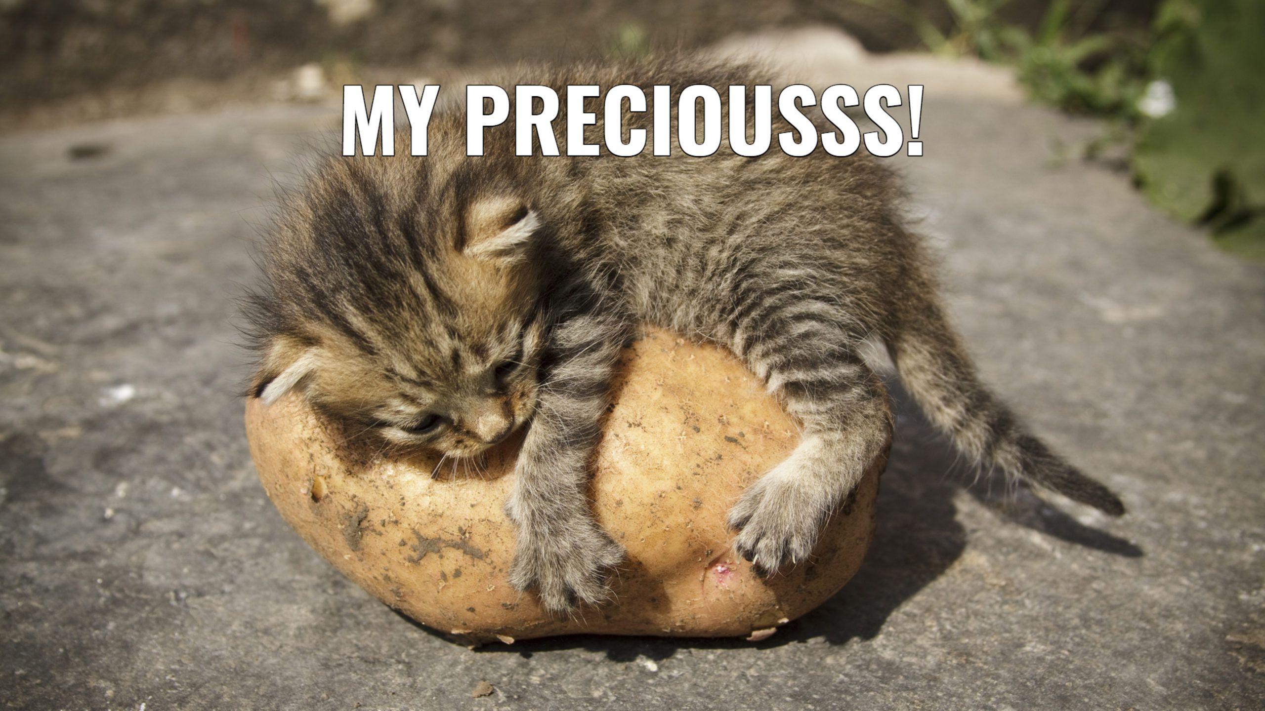 Share these cat memes on facebook, twitter, and wherever you want to make people laugh. Funny Cat Memes Wallpapers Top Free Funny Cat Memes Backgrounds Wallpaperaccess