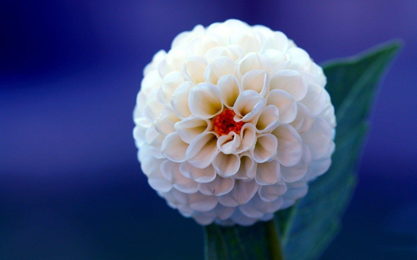 Find your next cool wallpaper and download it for free. Dahlia Flower Wallpapers Top Free Dahlia Flower Backgrounds Wallpaperaccess