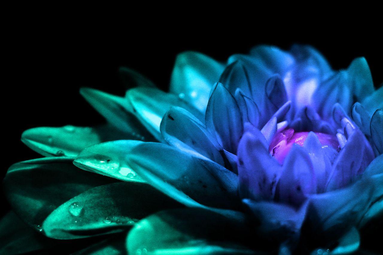 Tons of awesome teal flowers wallpapers to download for free. Teal Flower Wallpapers Top Free Teal Flower Backgrounds Wallpaperaccess
