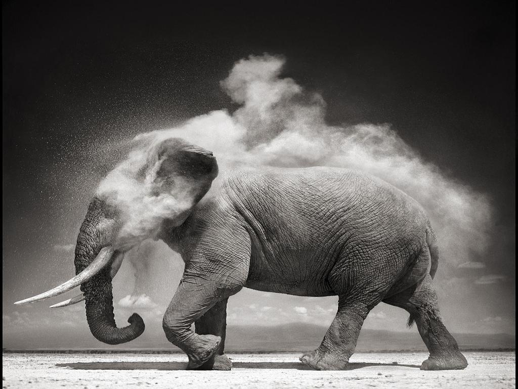 Striking and timeless, black and white photos are a beautiful addition to any project or design. Black And White Elephant Wallpapers Top Free Black And White Elephant Backgrounds Wallpaperaccess