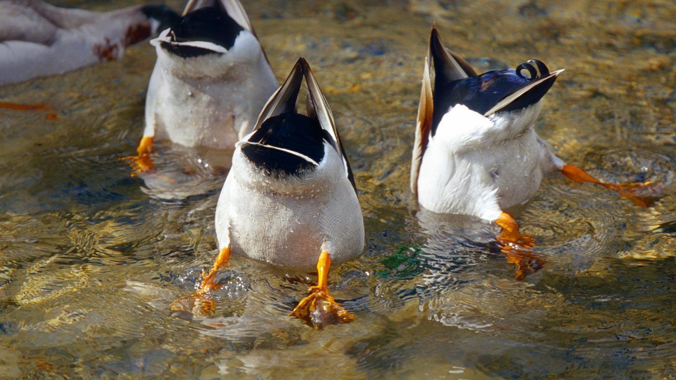 Shop rogers sporting goods for clearance deals and explore our huge selection of clearance products. Duck Hunting Desktop Wallpapers - Top Free Duck Hunting