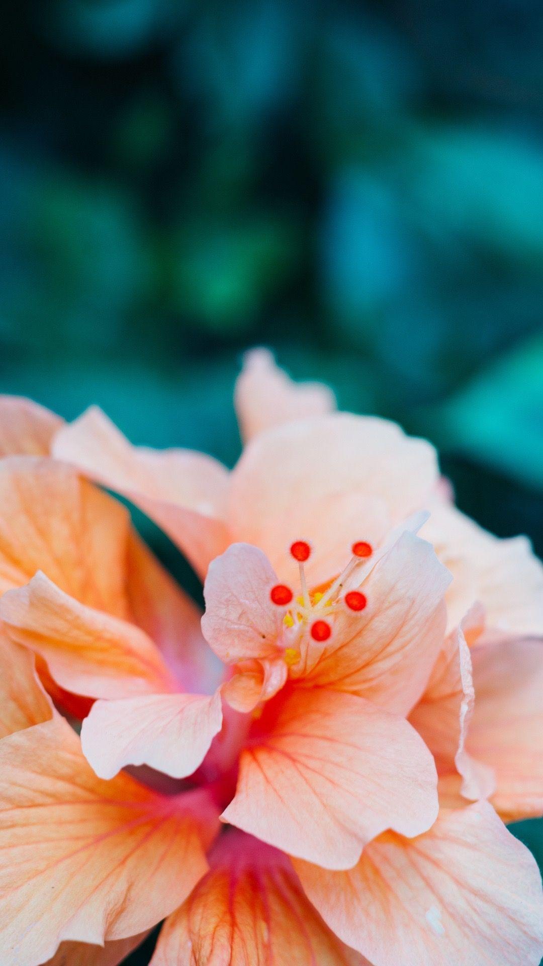 The great collection of hawaiian flowers wallpaper backgrounds for desktop, laptop and mobiles. Hibiscus Iphone Wallpapers Top Free Hibiscus Iphone Backgrounds Wallpaperaccess