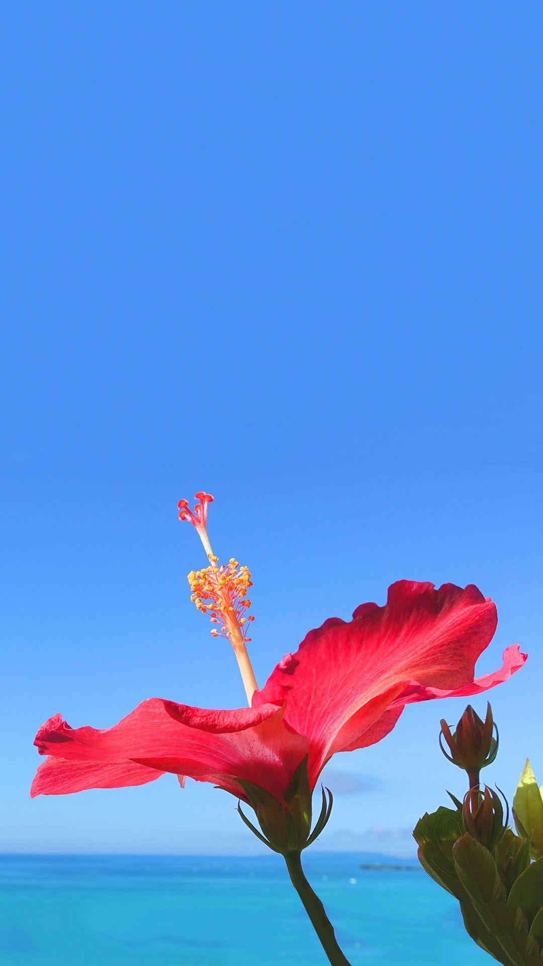 Do not forget to bookmark and share on your facebook or twitter if you like. Hawaii Flower Iphone Wallpapers Top Free Hawaii Flower Iphone Backgrounds Wallpaperaccess