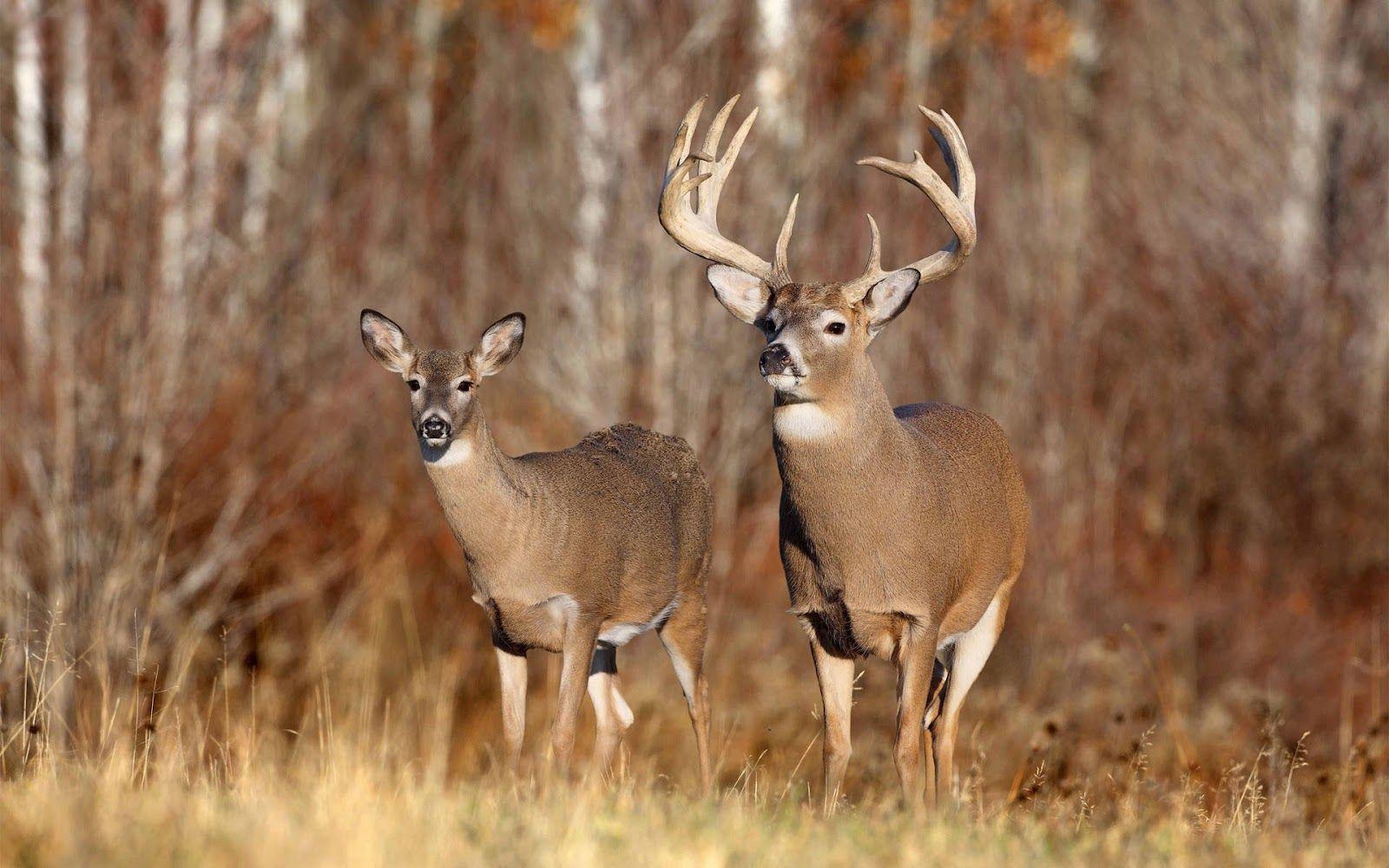 Buck licking and doe hd wallpaper size is 2790x2544, a 2k wallpaper, file size is 1.12mb, you can download this wallpaper for pc, mobile and . Big Buck Wallpapers Top Free Big Buck Backgrounds Wallpaperaccess