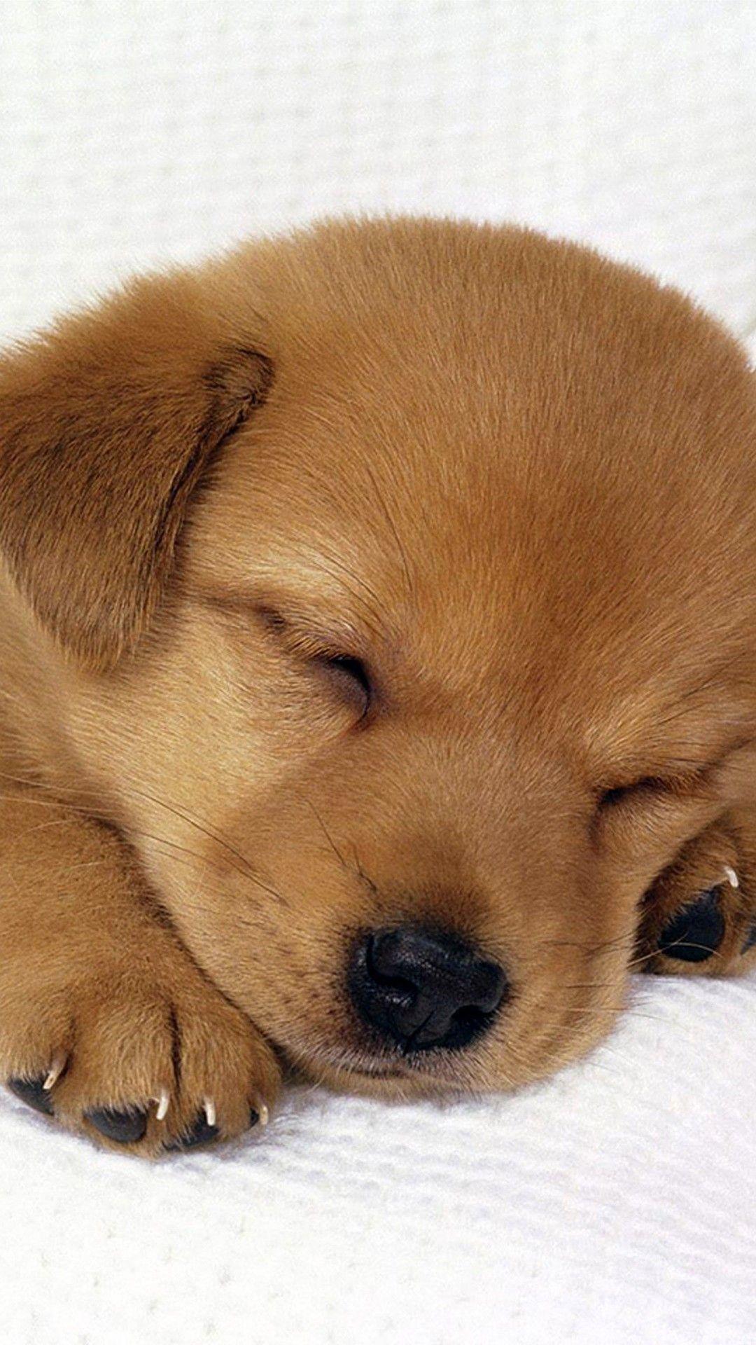 It's adorable when your cat rolls over to show you her belly, but do you know why she does it? Cute Puppy Iphone Wallpapers Top Free Cute Puppy Iphone Backgrounds Wallpaperaccess