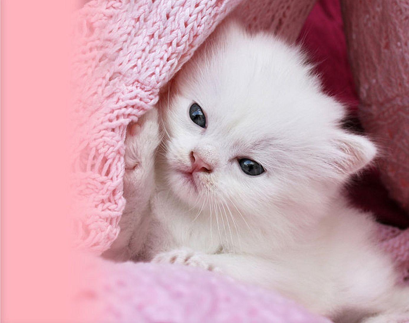 Getting tired of your current wallpaper every time you unlock your device? Pink Kitten Wallpaper Cute Cat Images - PetsWall