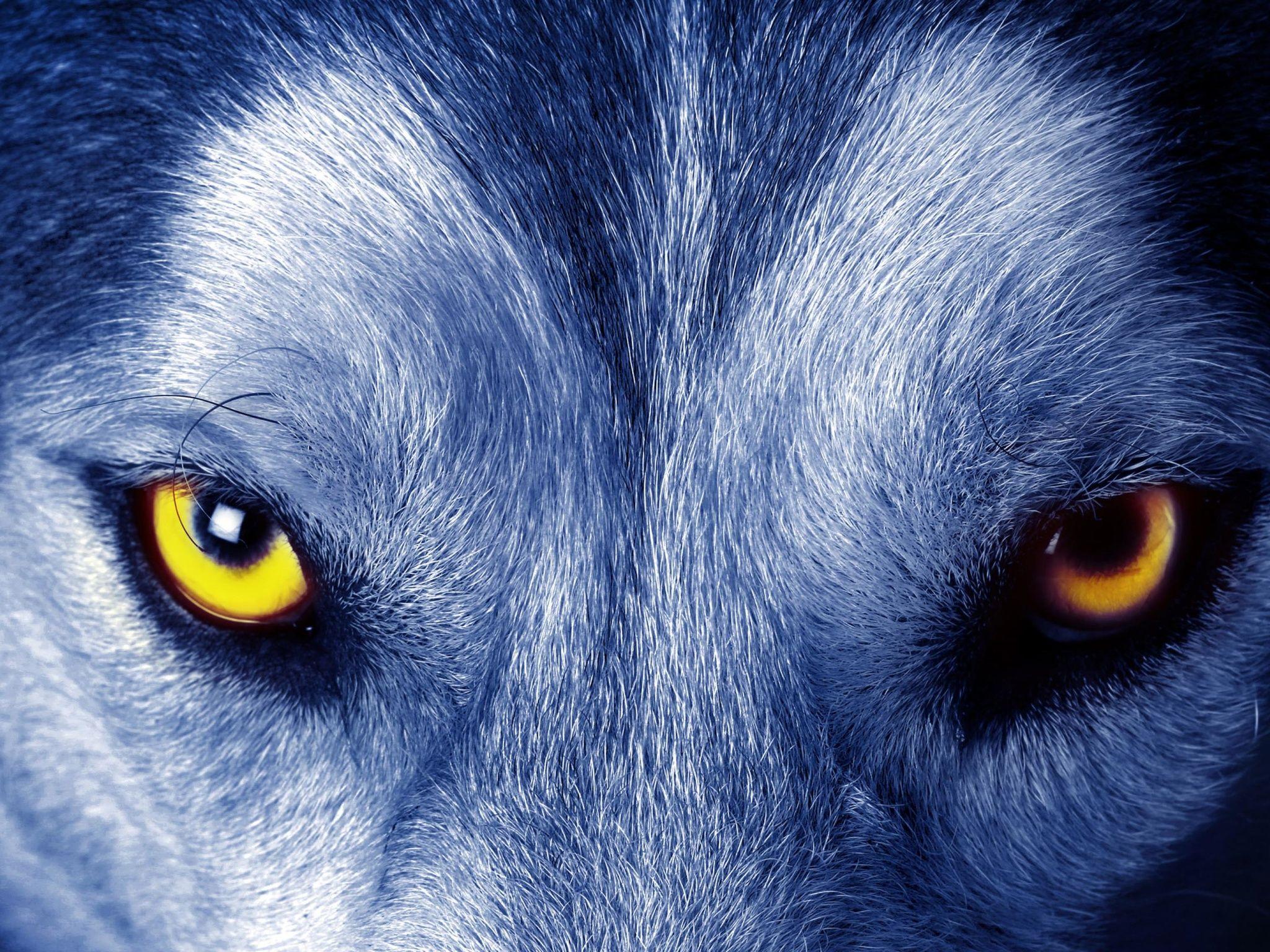 Download for free wolf wallpapers 4k hd. 4k Ultra Hd Wolf Wallpapers Top Free 4k Ultra Hd Wolf Backgrounds Wallpaperaccess