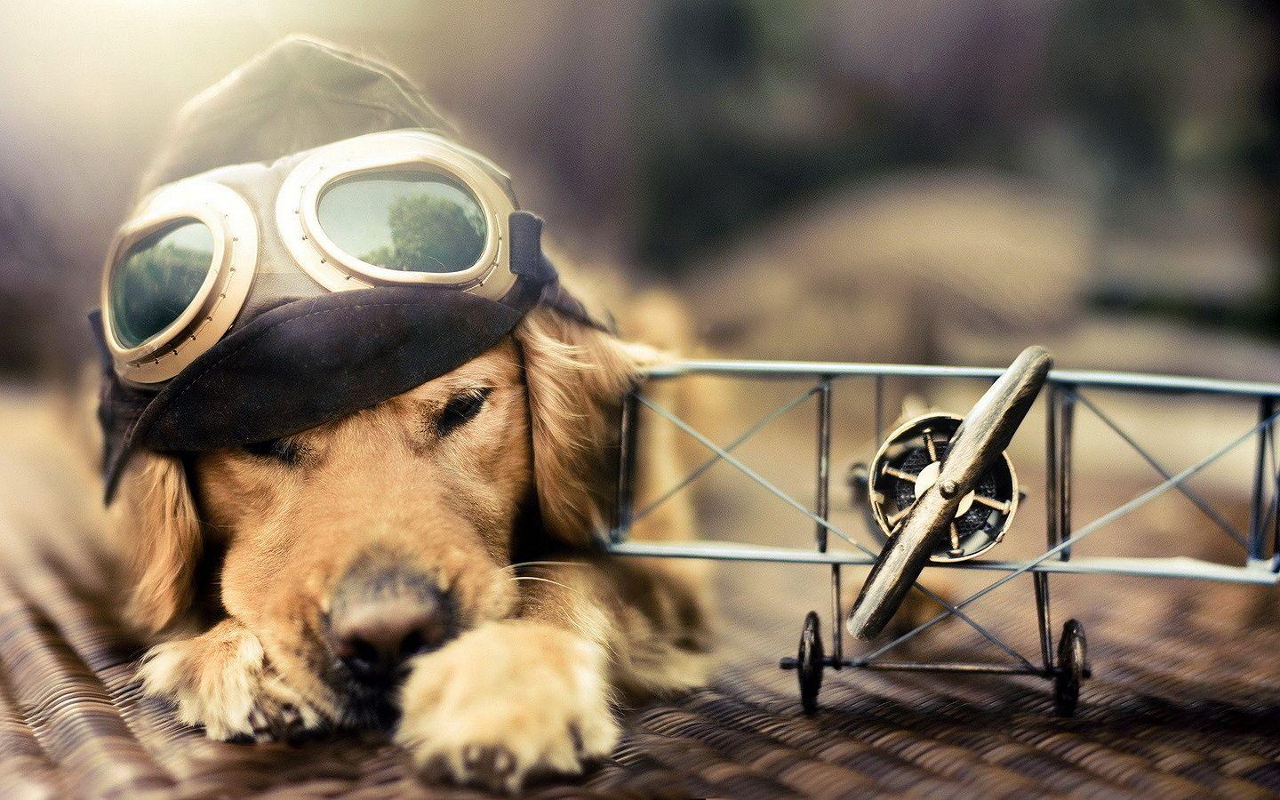The wallpaper trend is going strong. Cool Dog Wallpapers Top Free Cool Dog Backgrounds Wallpaperaccess