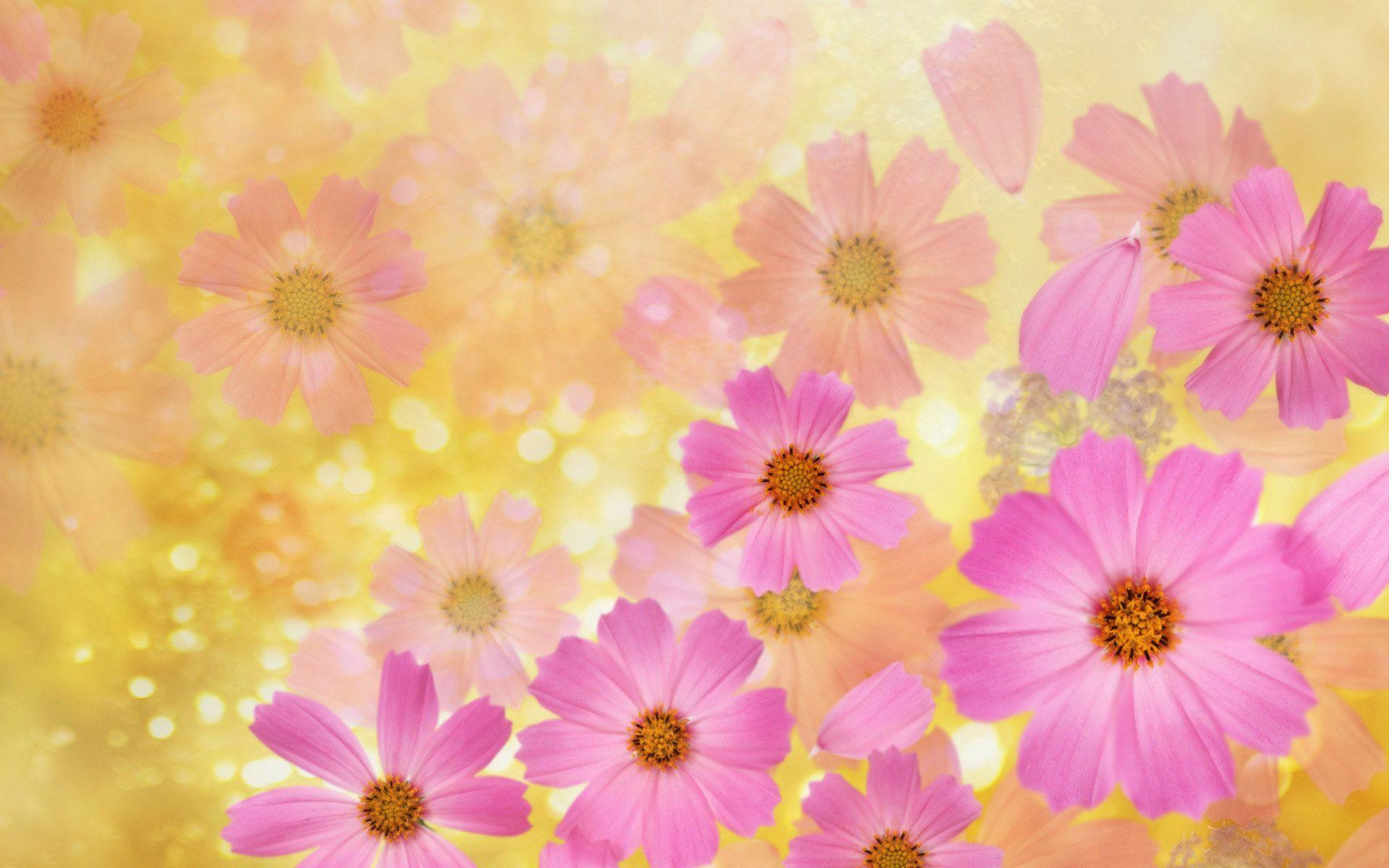 10+ Pink And Yellow Dahlia Flower Wallpaper Beauty PNG