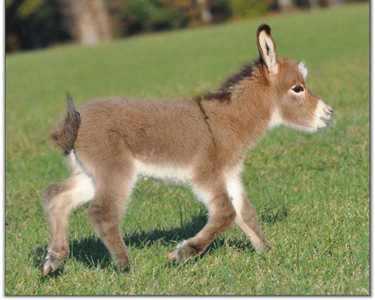 We may receive a portion of sal. Baby Donkey Wallpapers Top Free Baby Donkey Backgrounds Wallpaperaccess