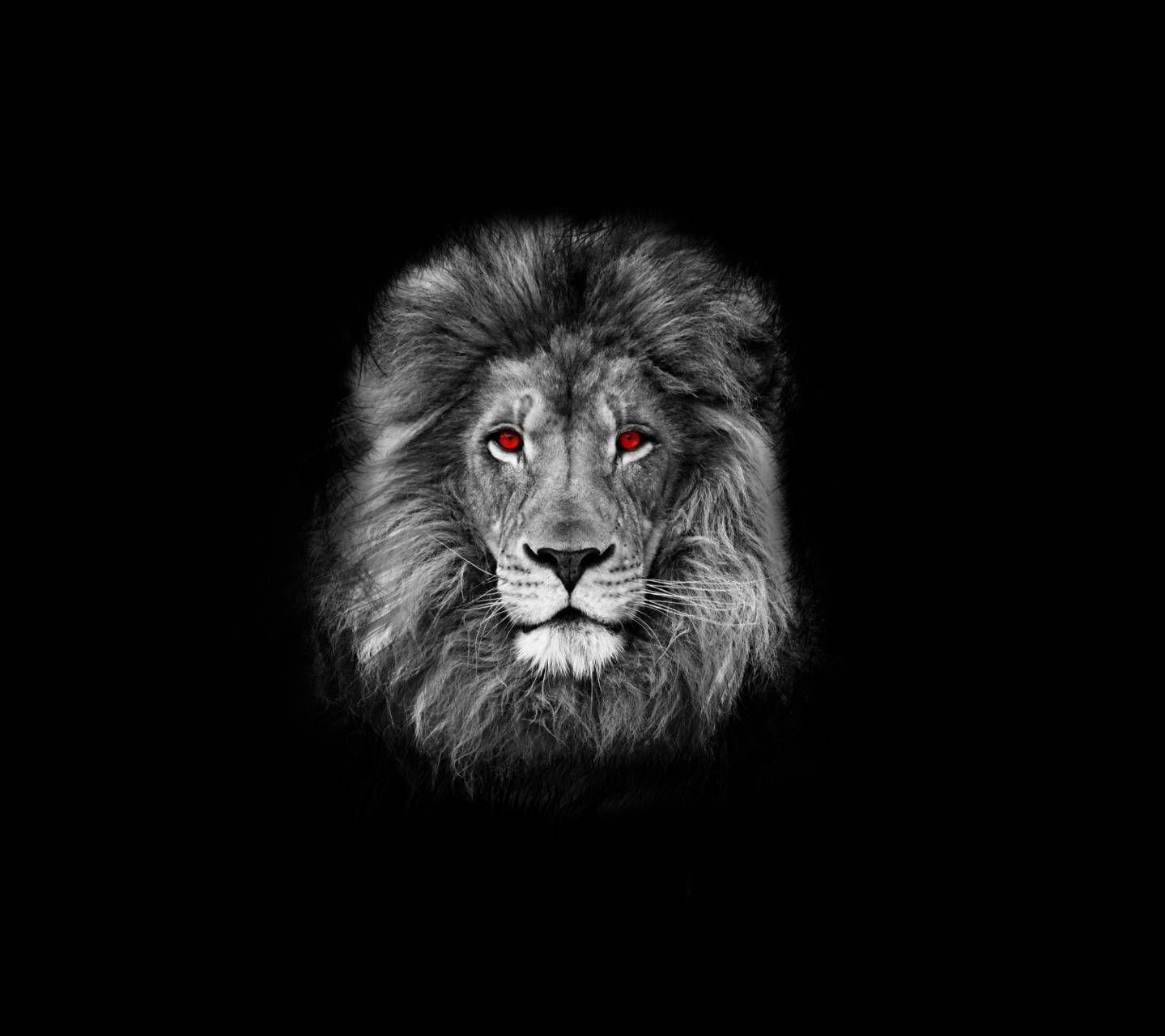 1920x1200 lion hd wallpaper and background image>. Evil Lions Wallpapers Top Free Evil Lions Backgrounds Wallpaperaccess