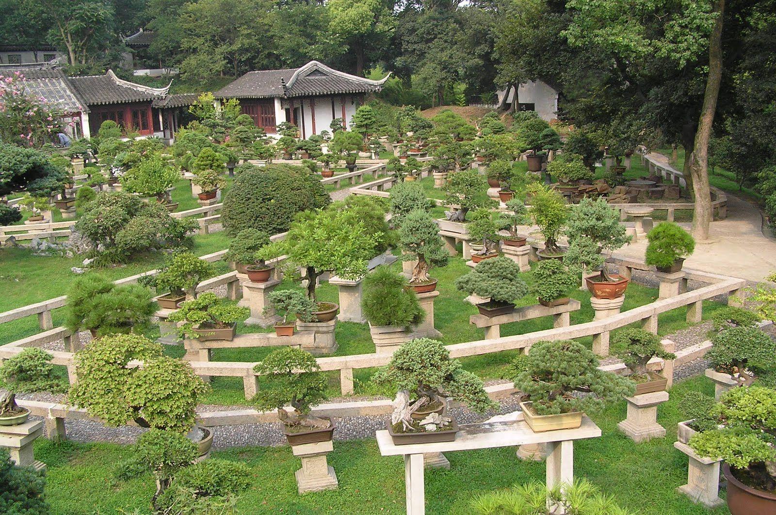 Bonsai Garden Wallpapers Top Free Bonsai Garden Backgrounds Wallpaperaccess