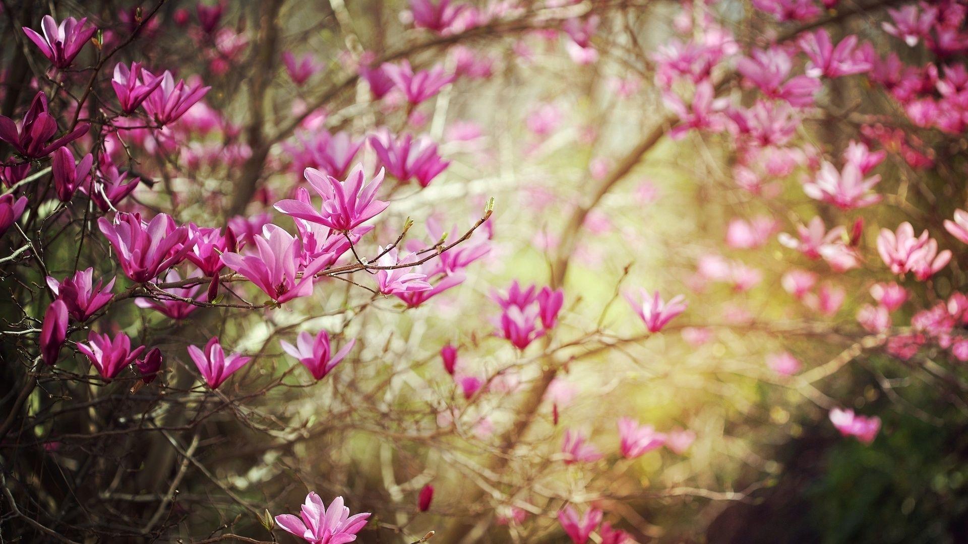 The best leaf blowers are powerful enough to also blow grass, debris, and snow as well as leaves. Magnolia Tree Wallpapers Top Free Magnolia Tree Backgrounds Wallpaperaccess